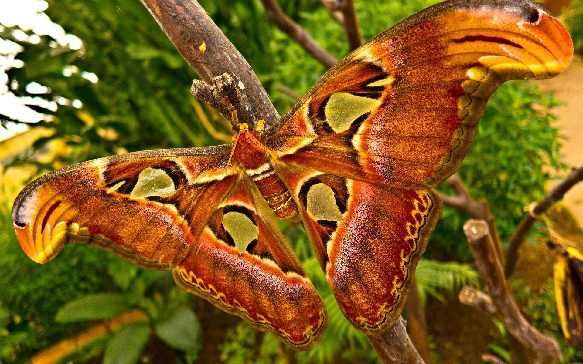 1920x1200 Tropical Animals Wallpaper (46 Wallpaper)