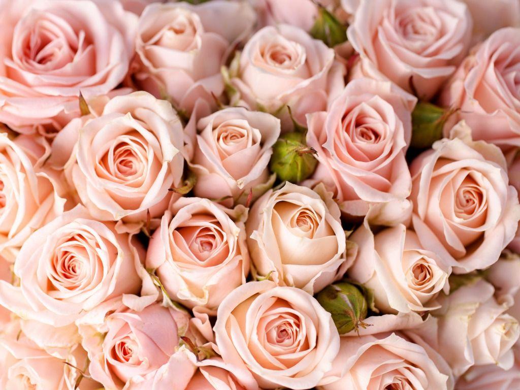 1024x768 Light Pink Rose Wallpaper