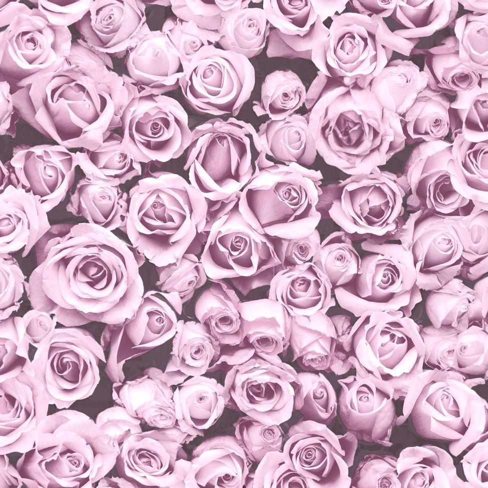 Hình nền hoa hồng hồng 975x975 - Rosalee Shimmer Floral