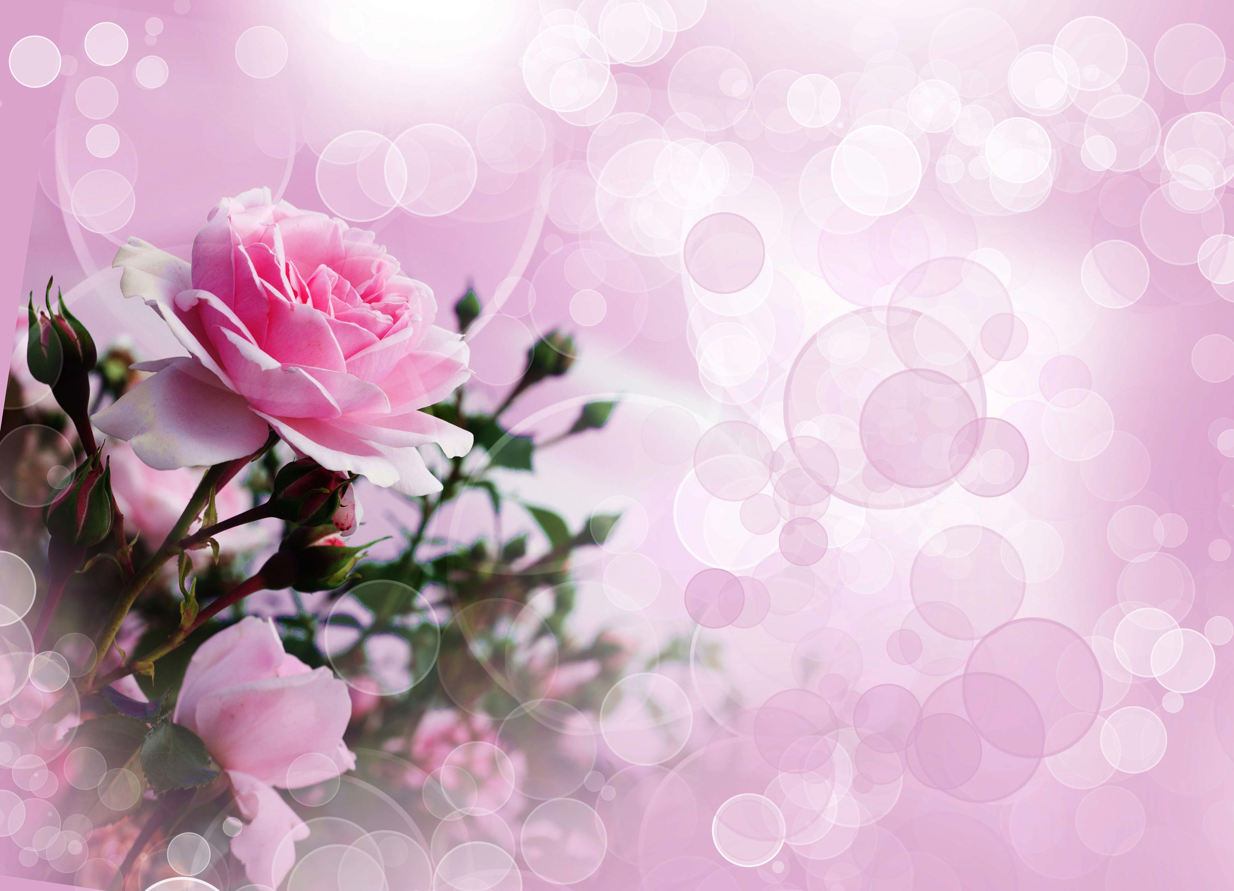 4000x2887 Pink Roses Wallpaper