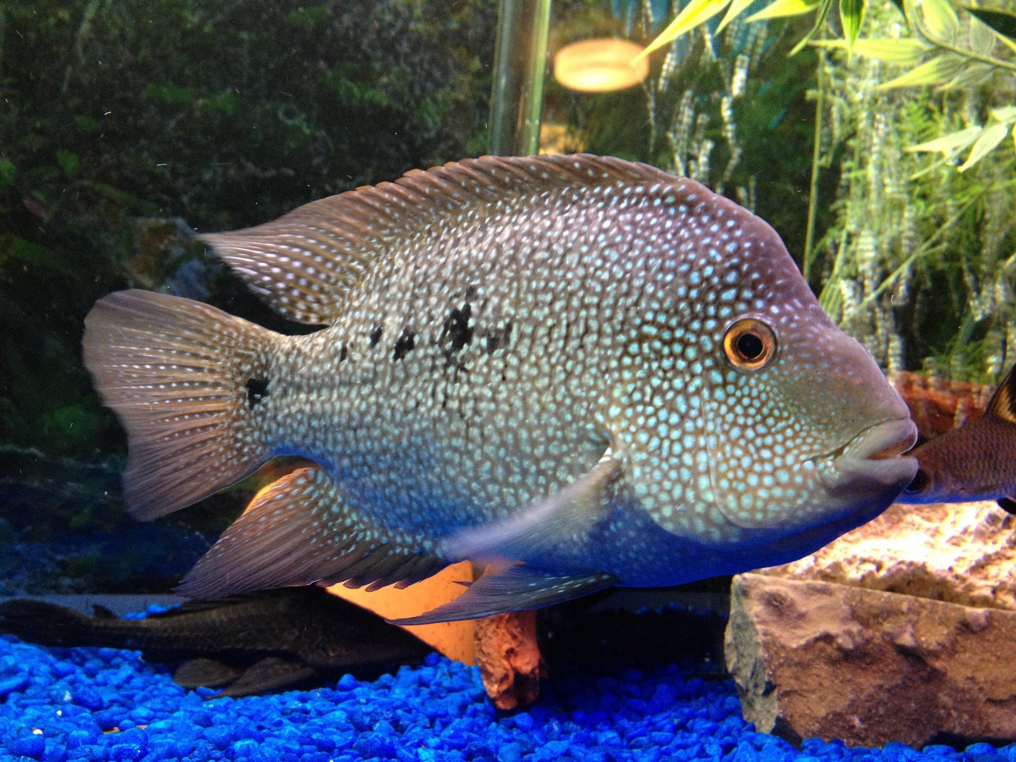 3264x2448 cichlid, Tropical, Animal Wallpaper, HD, Fish, Sea Picture, HD Wallpaper