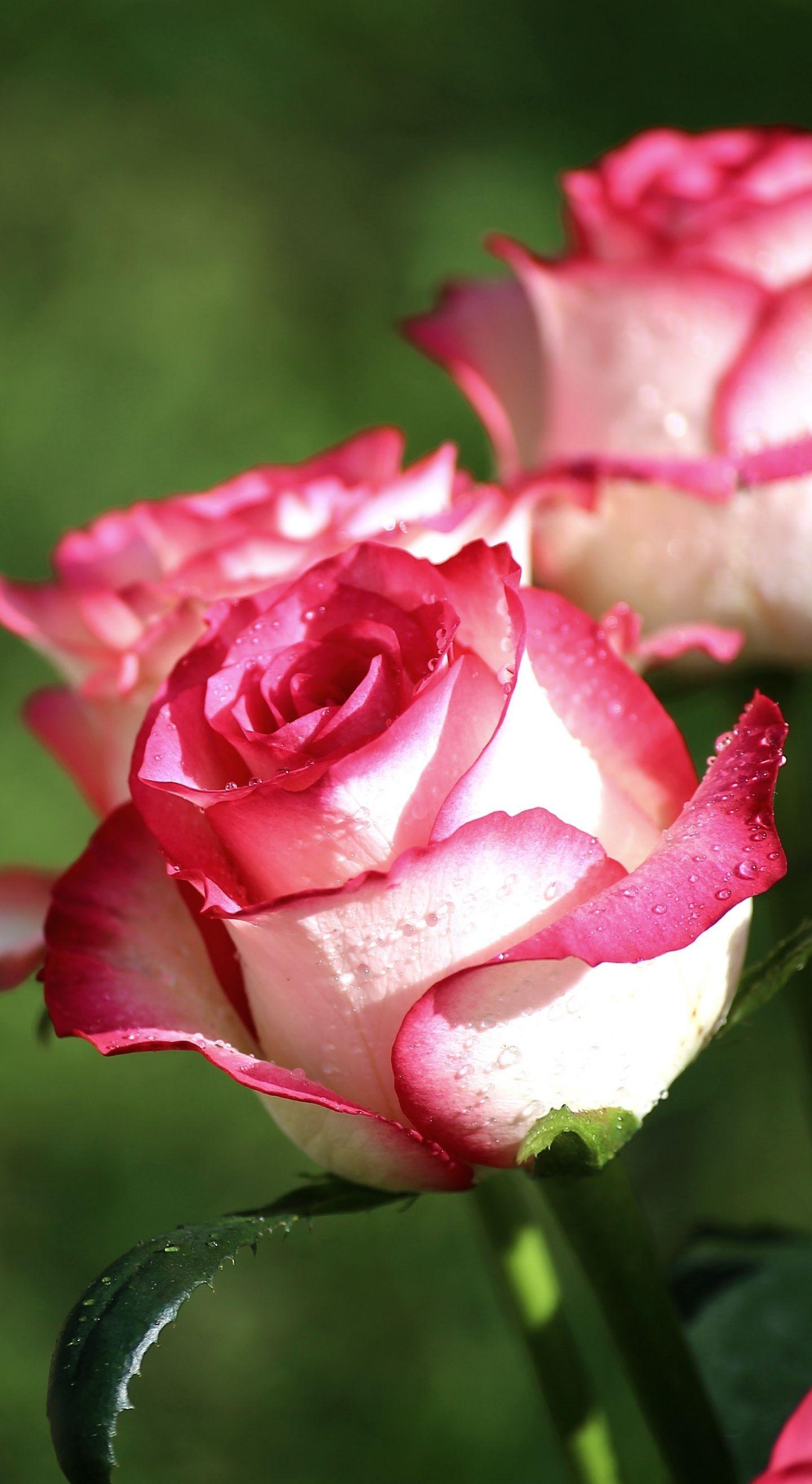 Бесплатные заставки розы на заставку телефона. Розовые розы.