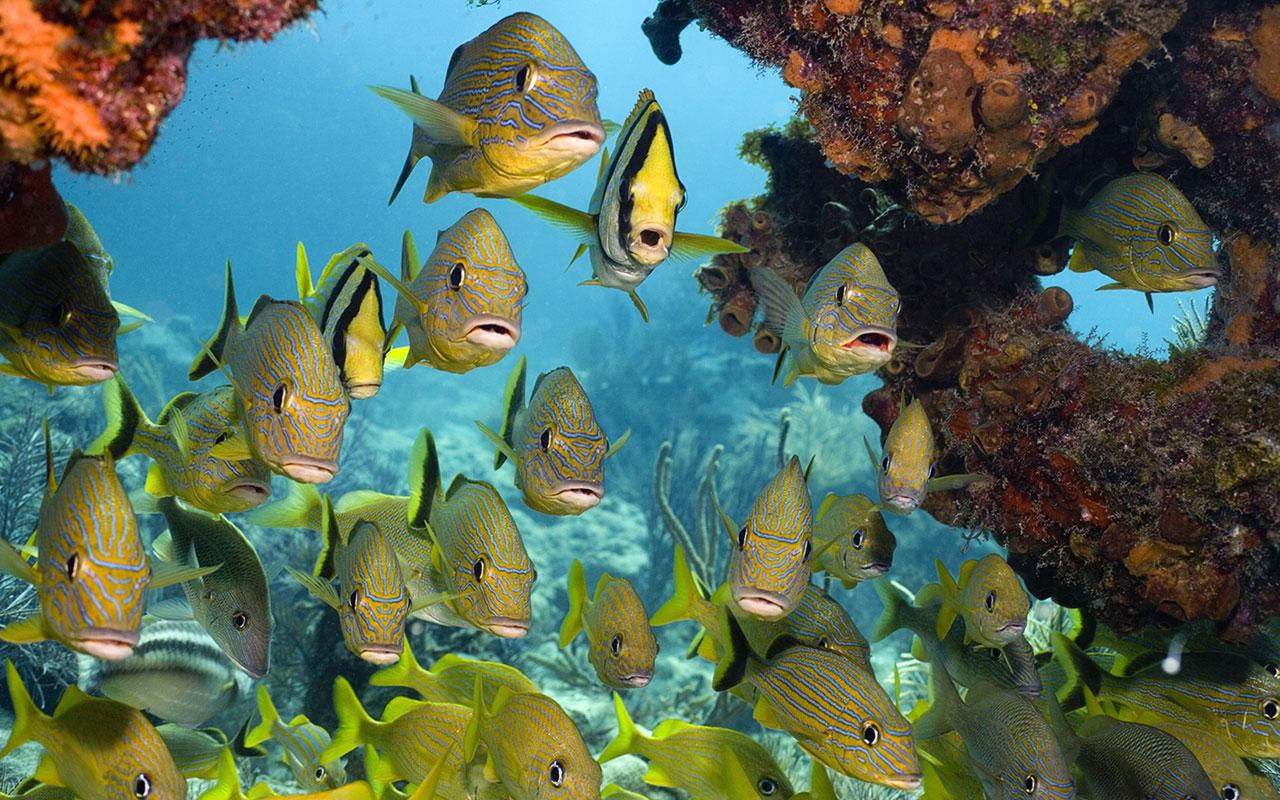 1280x800 Animal Wallpaper Tropical Fish Win7 Wallpaper 14 Tropical Fish