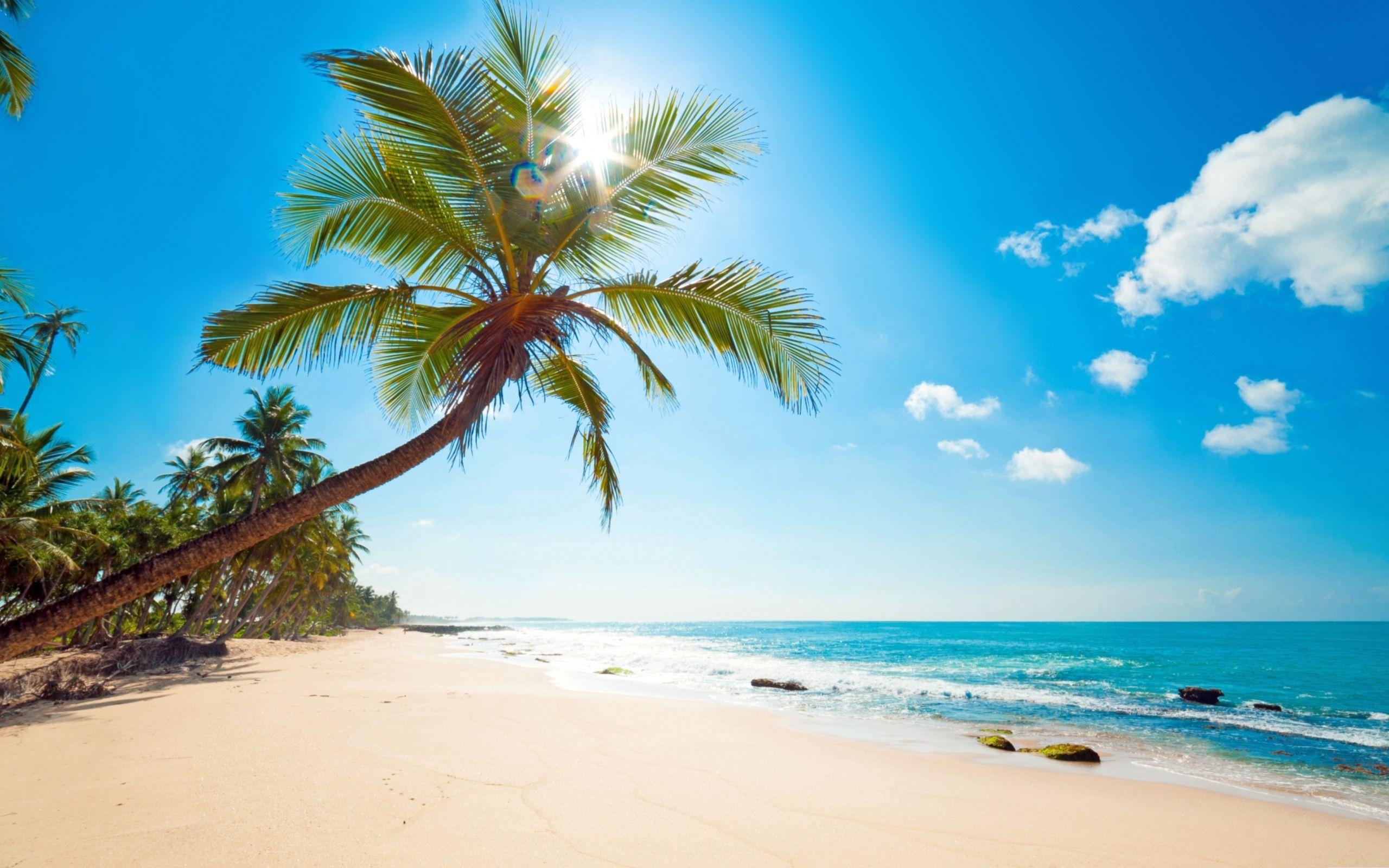2560x1600 Best tropical Mac Wallpaper Free HD Download