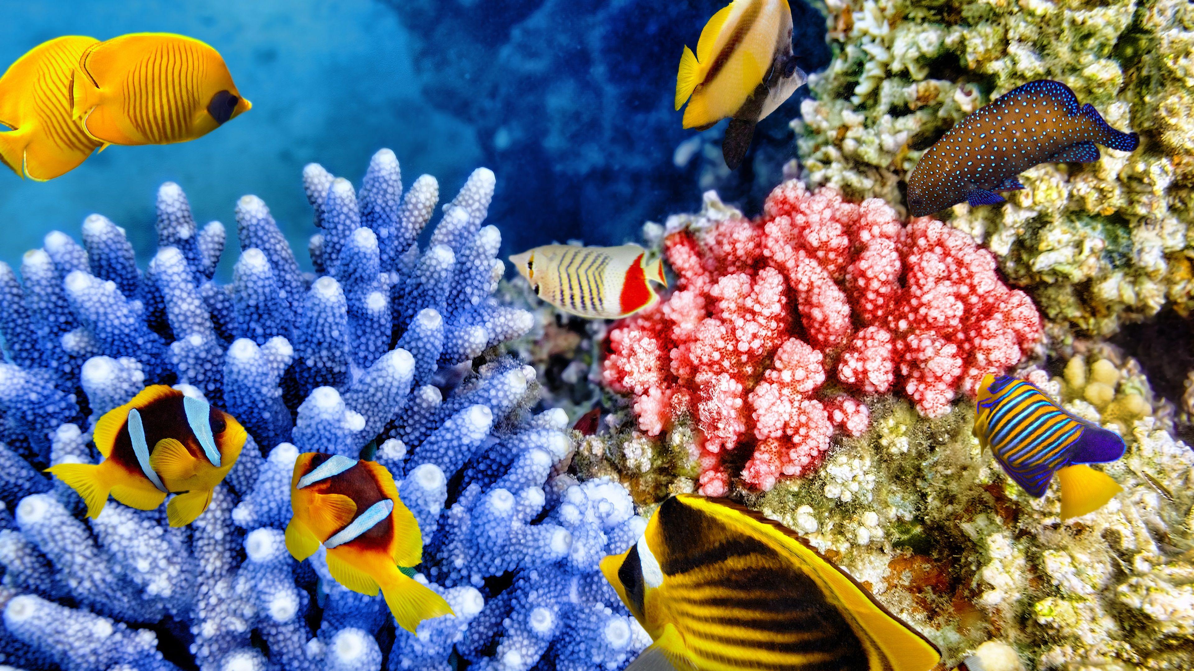 3840x2160 Wallpaper Tropical fishes, coral, underwater, sea animals 3840x2160 UHD 4K Picture, Image