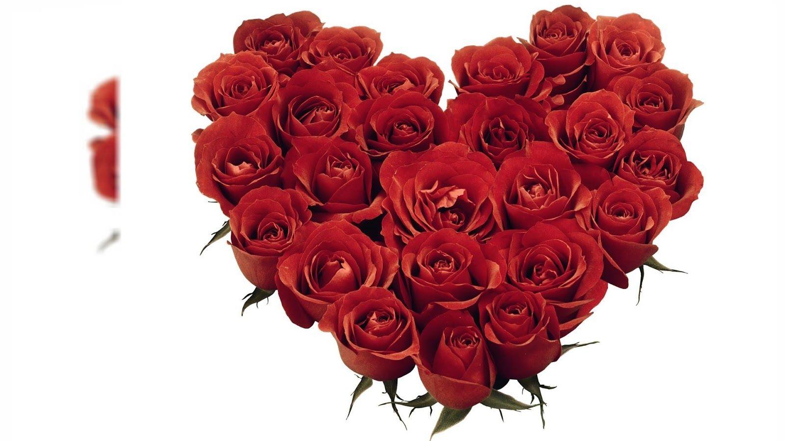 1600x900 Magazines: Red Rose Wallpaper For Desktop