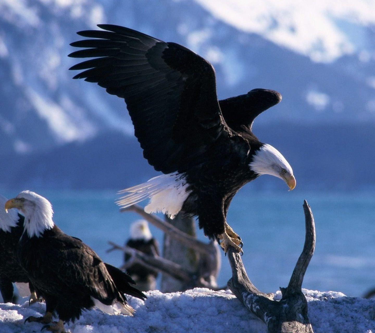 1440x1280 Sam Eagle Wallpaper. Fourth of July Eagle Wallpaper, Eagle Wallpaper and Beagle Puppy Wallpaper