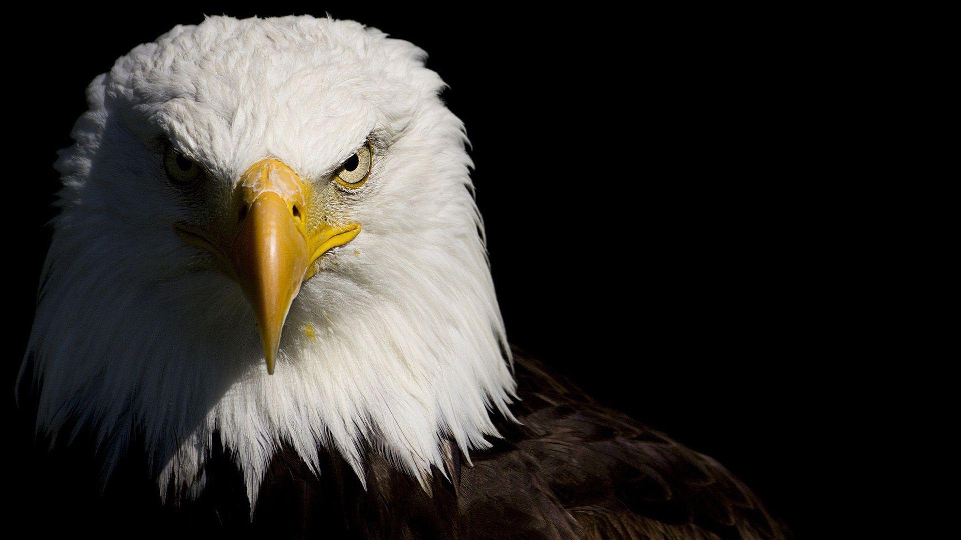 1920x1080 American Eagle Wallpaper for Android