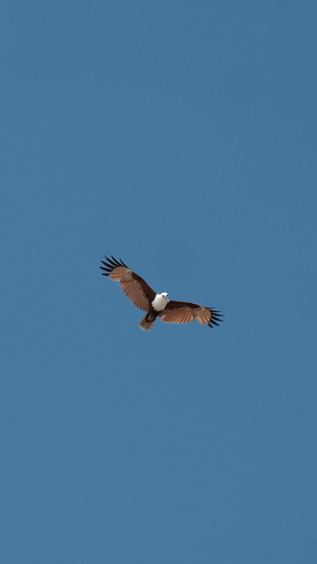 1080x1917 Eagle Picture. Download Free Image