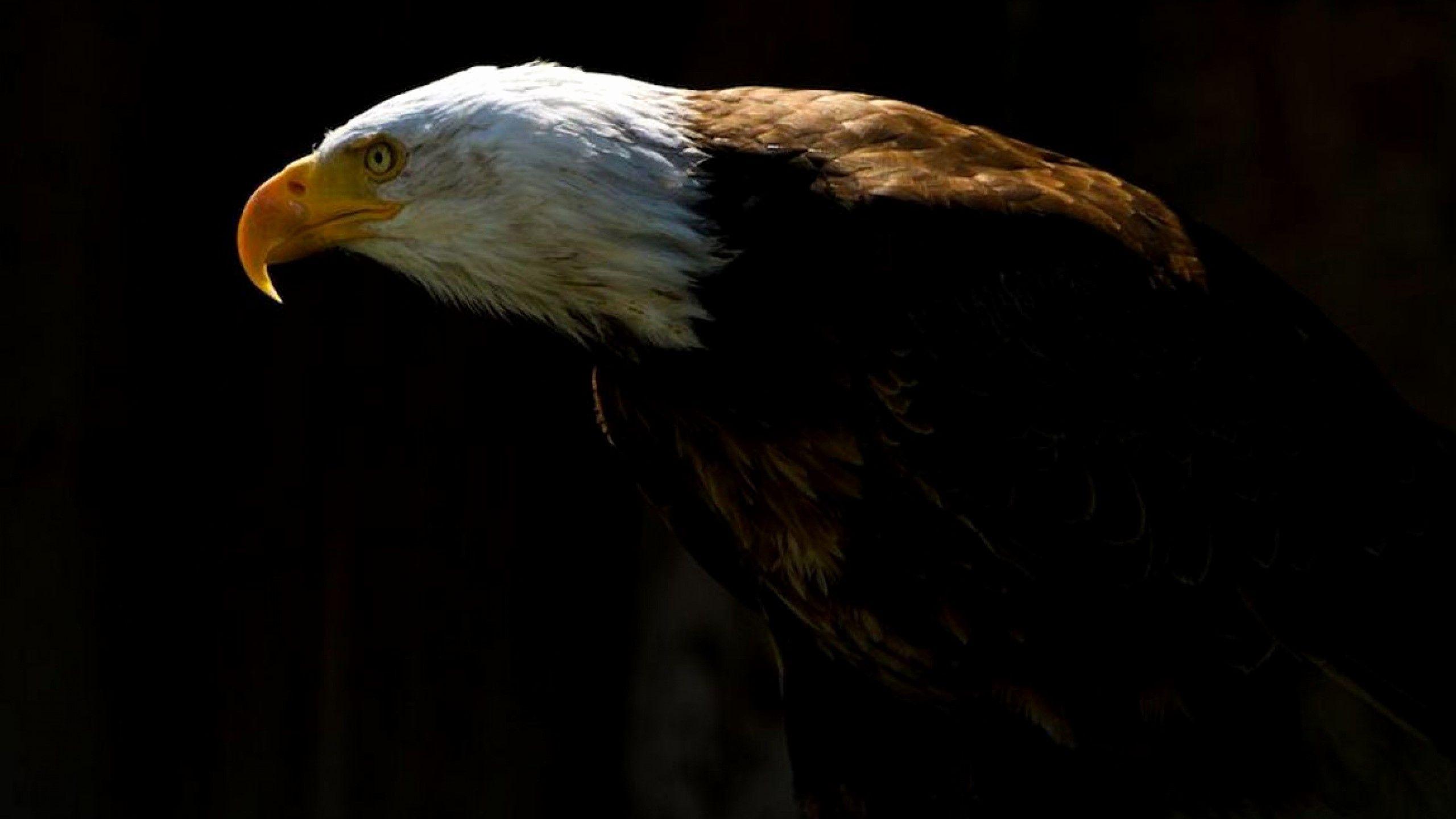 2560x1440 Eagles Background Elegant Bald Eagle Desktop WallpaperWallpapertag Ideas of The Hudson
