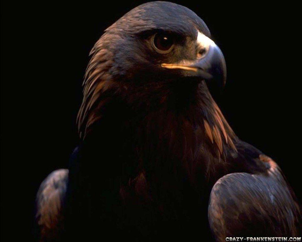 1024x819 Eagle Wallpaper 2 1280x1024. NATIVE PICS I Like