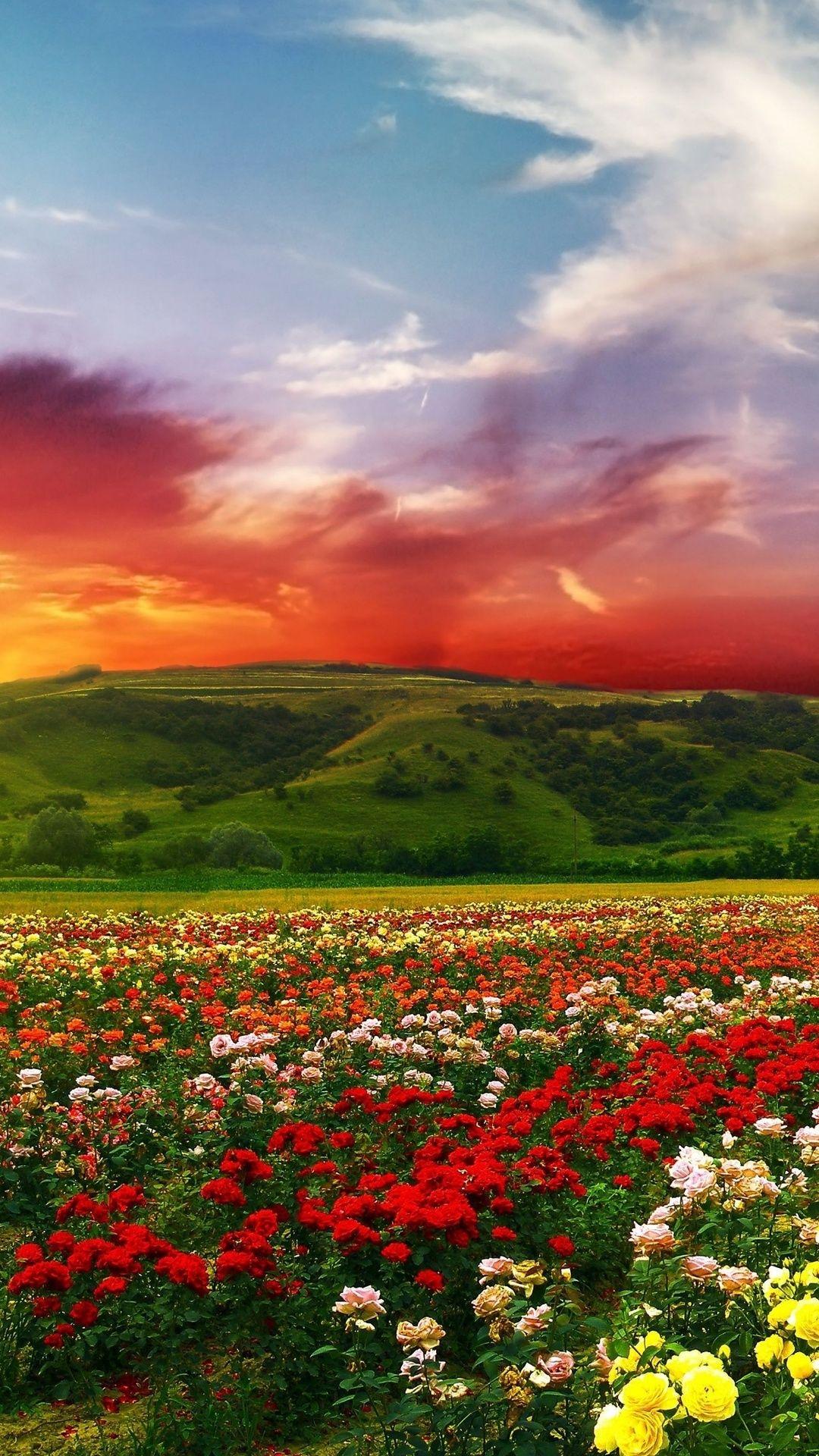 1080x1920 Free download Beautiful flowers with colorful clouds 4K Ultra HD wallpaper 4k [1080x1920] for your Desktop, Mobile & Tablet. Explore Beautiful 4K Wallpaper. Ultra HD 3840x2160 Wallpaper, Ultra HD