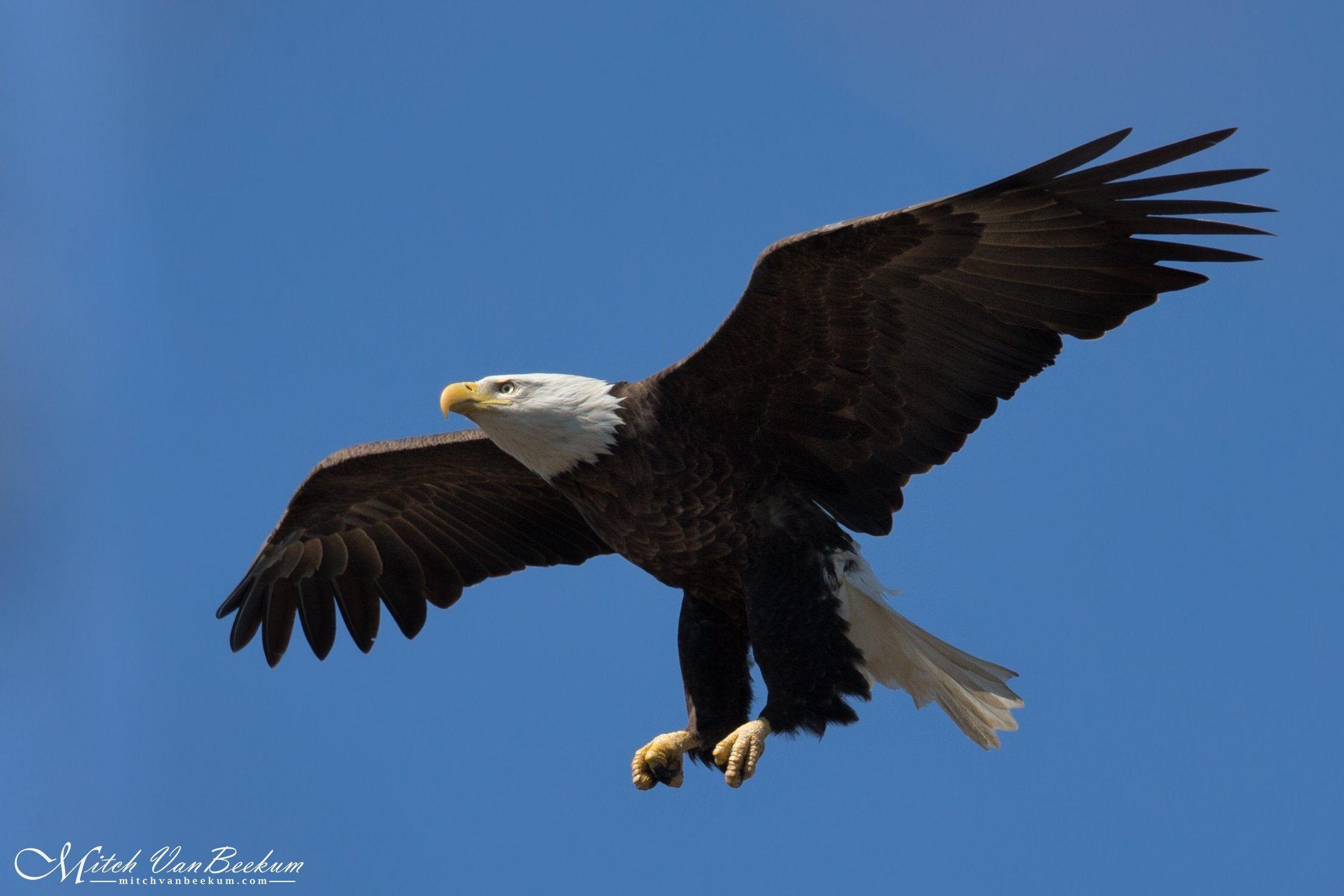 2230x1487 American Eagle[2230 x 1487]