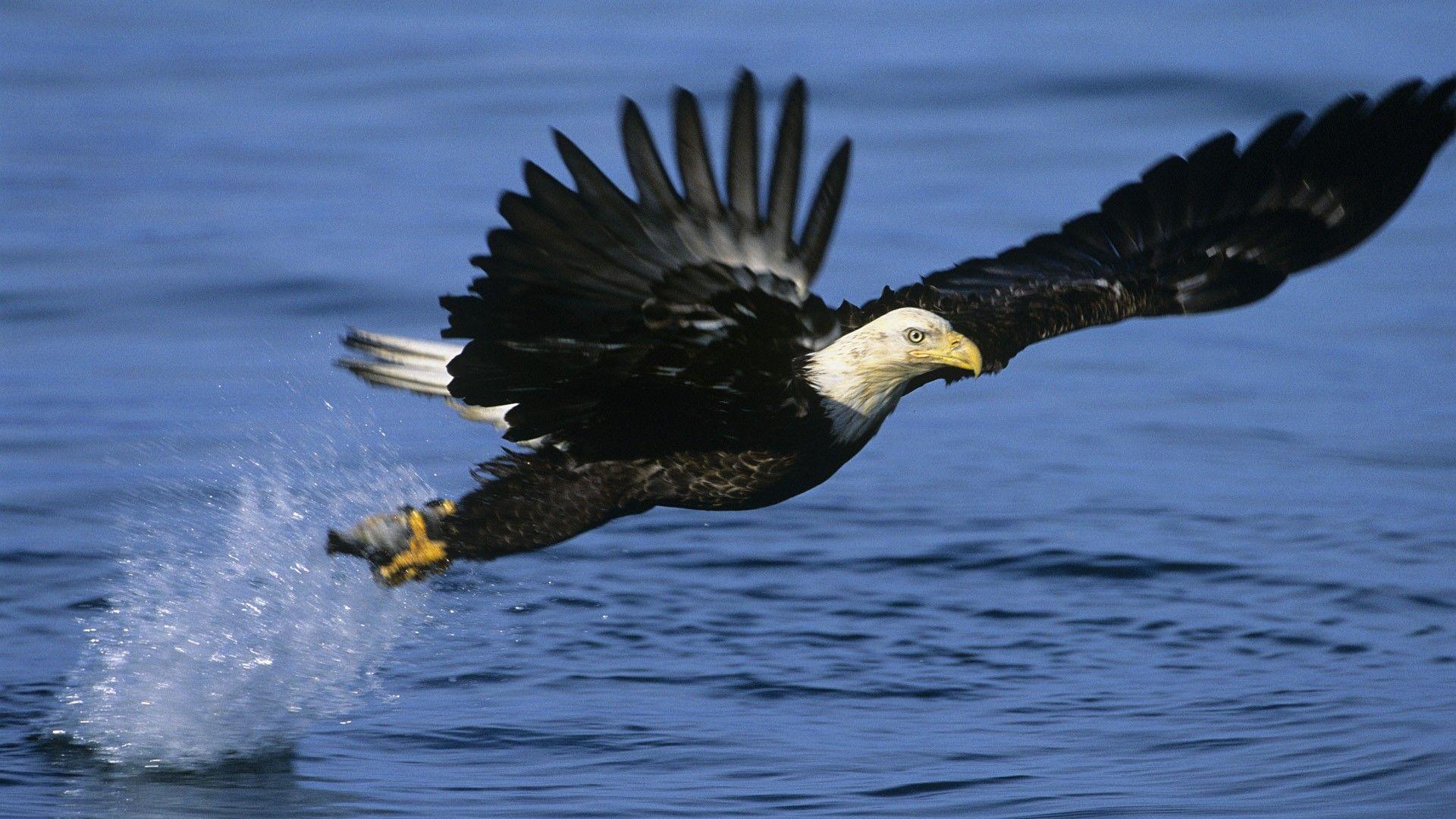 1920x1080 Download Alaska Eagles Wallpaper 1920x1080
