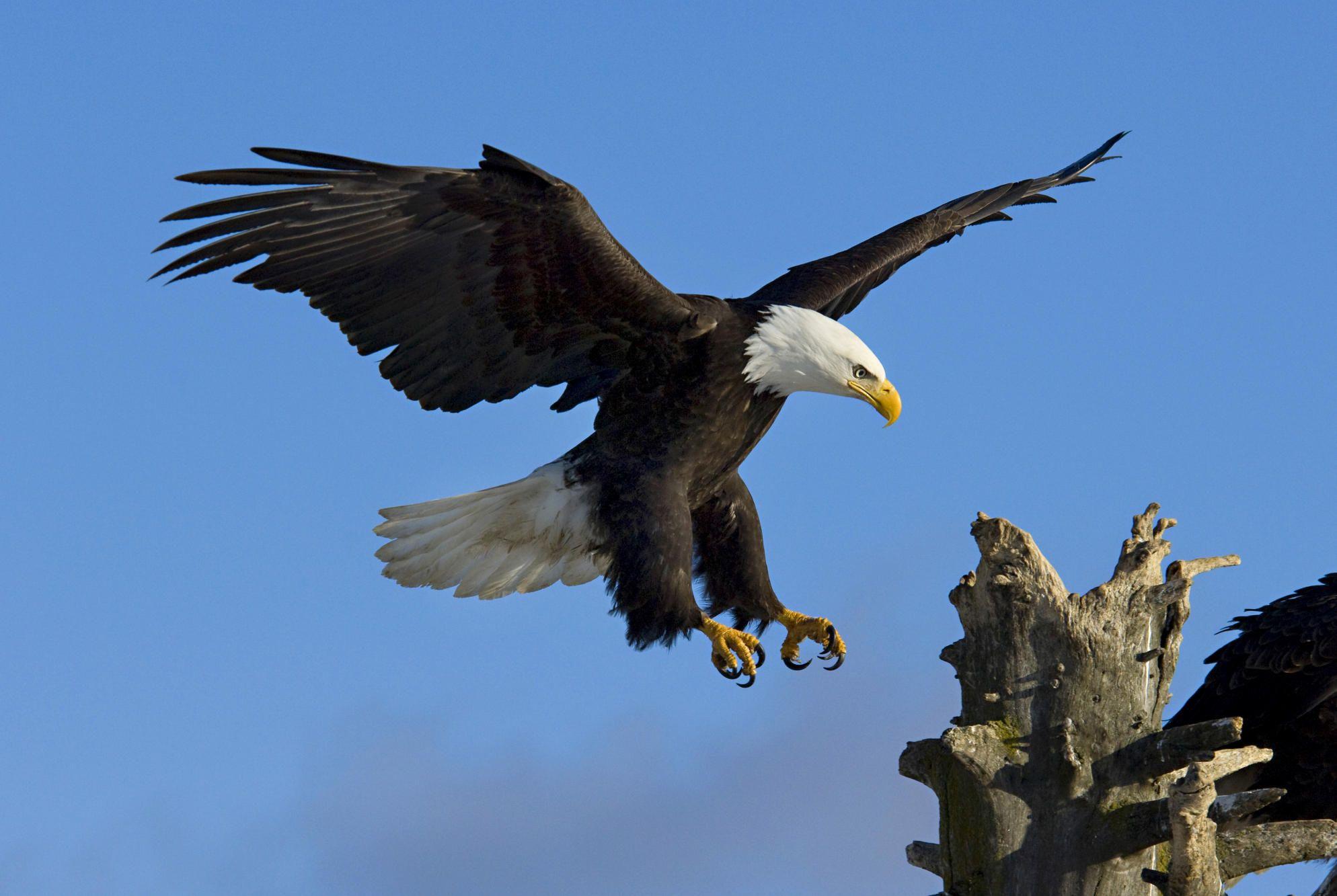 1988x1333 Desktop HD american flag and eagle picture