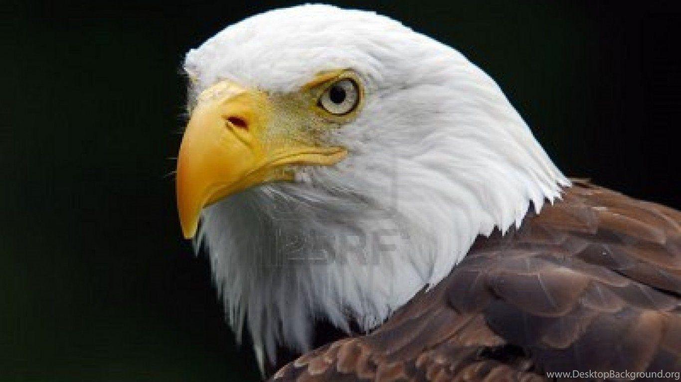 1366x768 New American Eagle Wallpaper Mobile Desktop Background