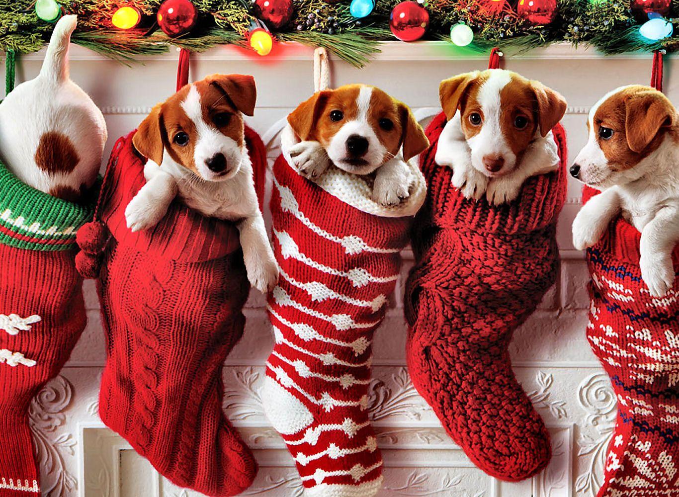 1366x1000 Christmas puppies wallpaper. Big and small dog breeds photo HQ. Christmas