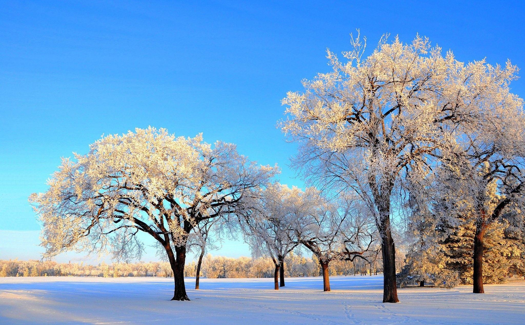 2048x1269 Winter Forest, HD Wallpaper, Snow, Natural, Download HD Wallpaper, Ultra HD, Landscape, Nature, Beautiful Nature