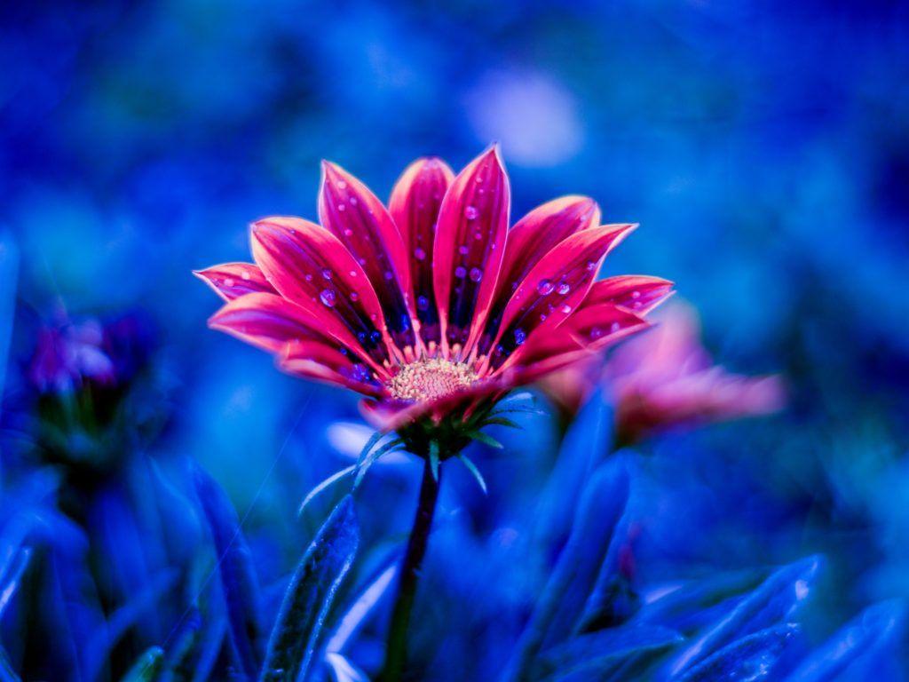 1024x768 Beautiful Flower Red Flowers Dew Petals Blue Background 4k Ultra HD Desktop Wallpaper For Computers Laptop Tablet And Mobile Phones :