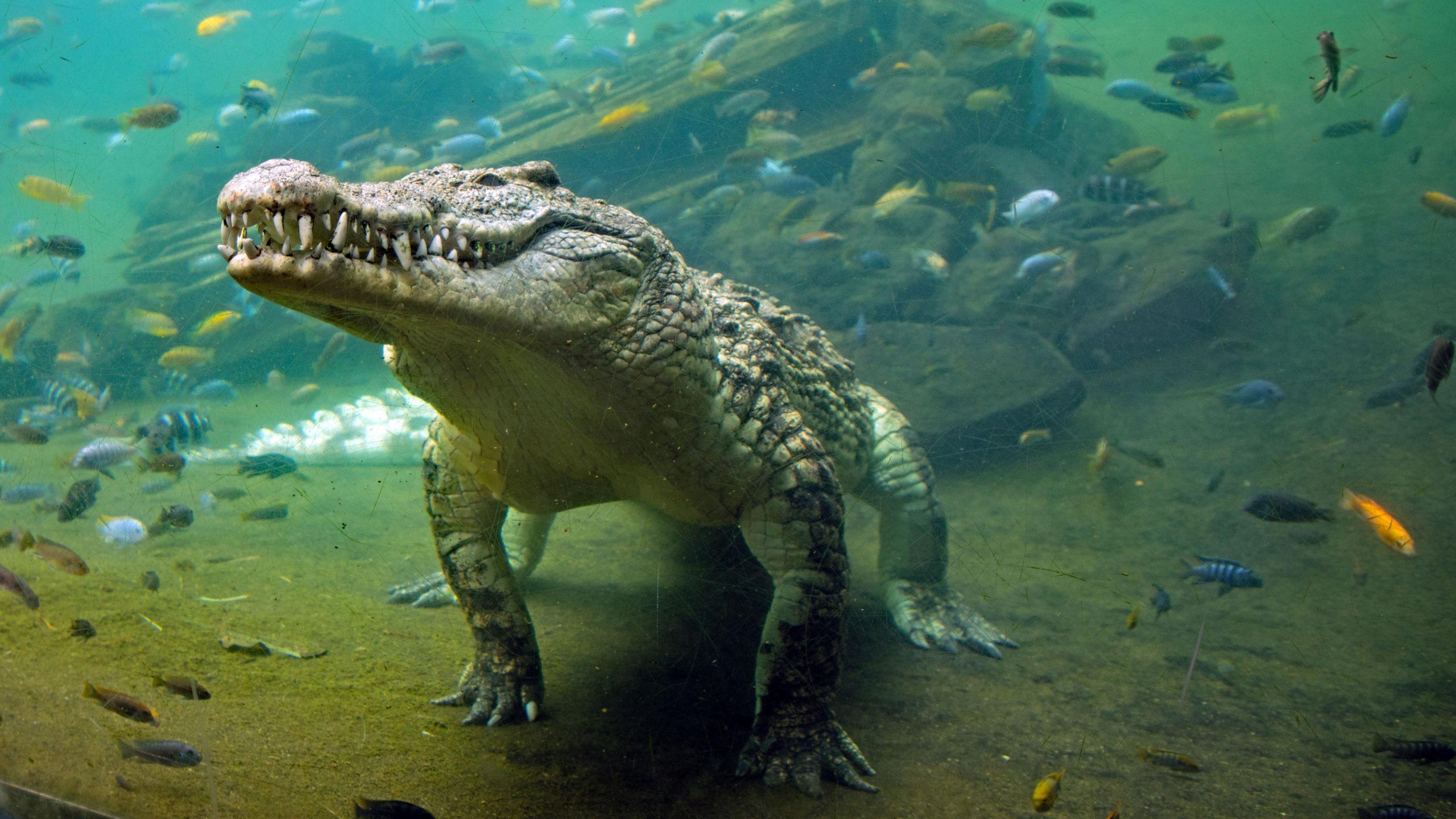 2560x1440 Crocodile Beautiful Ultra HD 4K Laptop Wallpaper