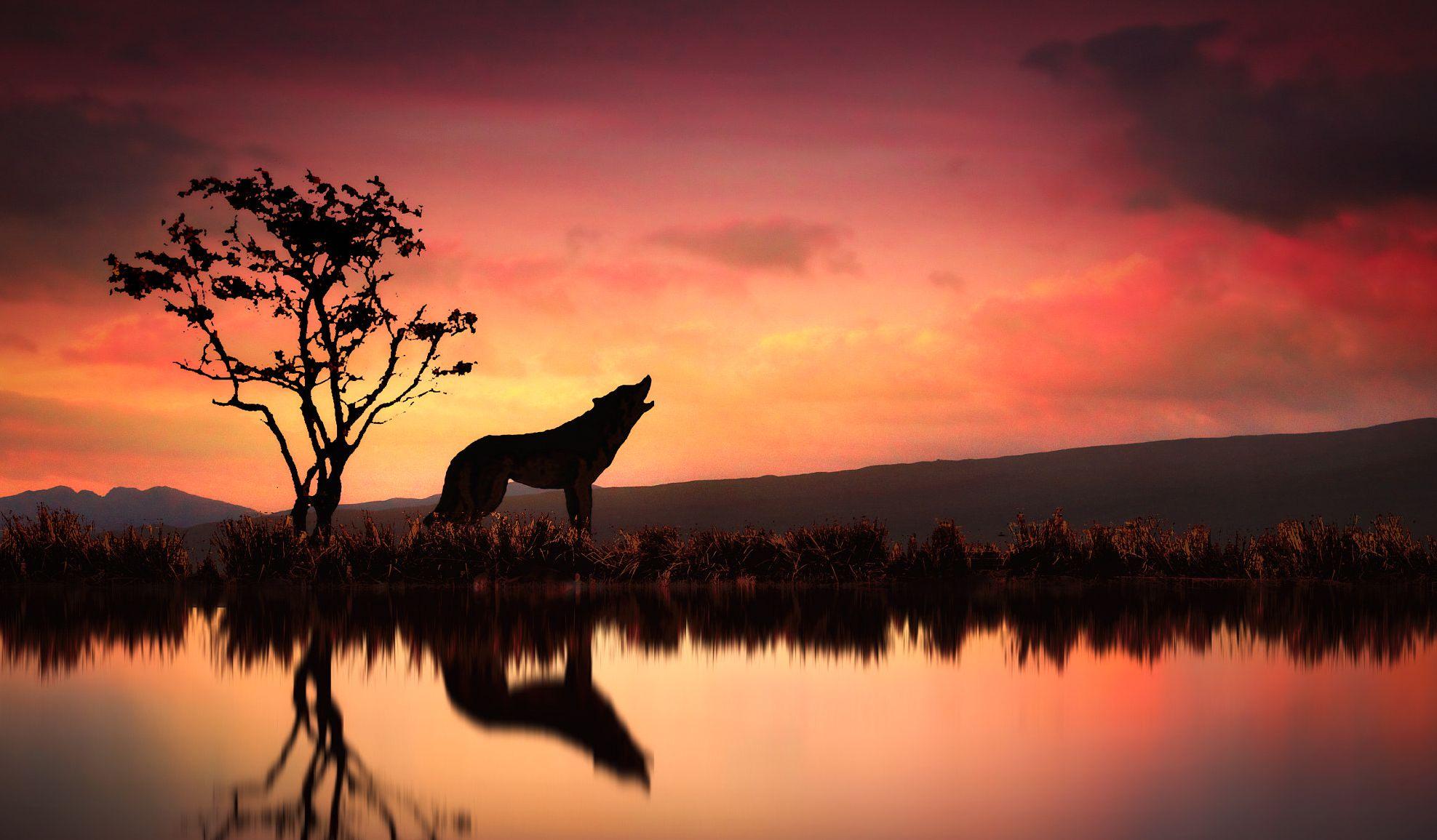1975x1155 4K Wolf Wallpaper 2019