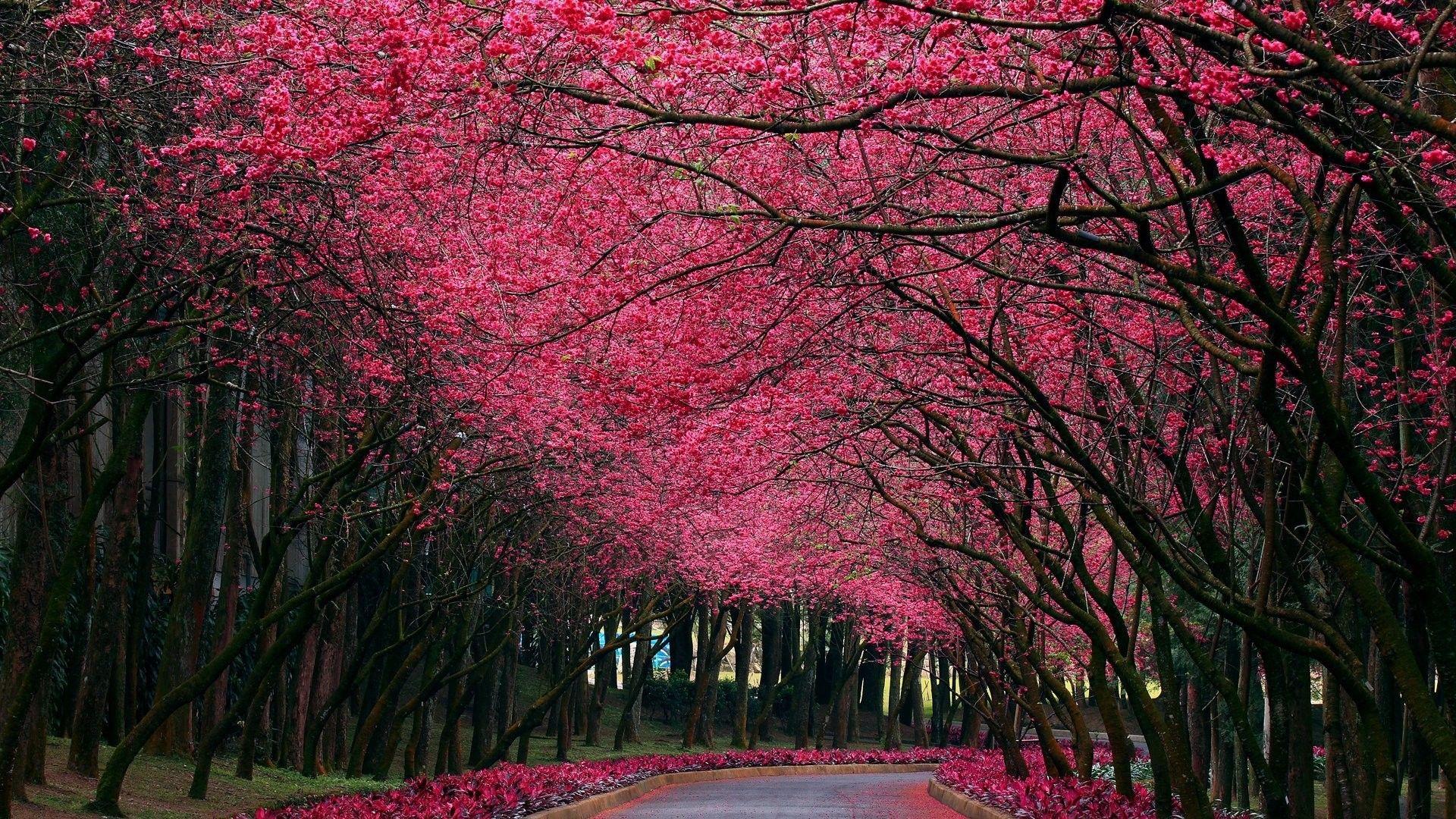 1920x1080 Beautiful Nature Free , HD Wallpaper, Landscape, Free Image, Ultra HD