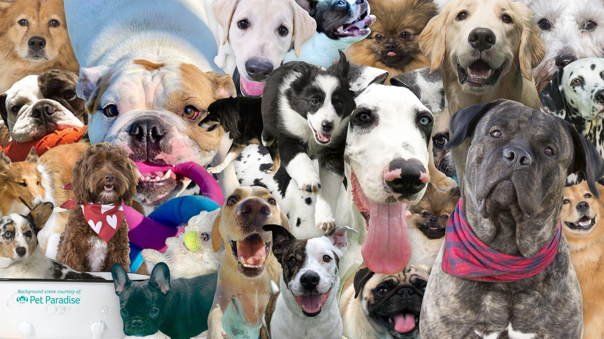 1920x1080 Dog and Cat Zoom Background
