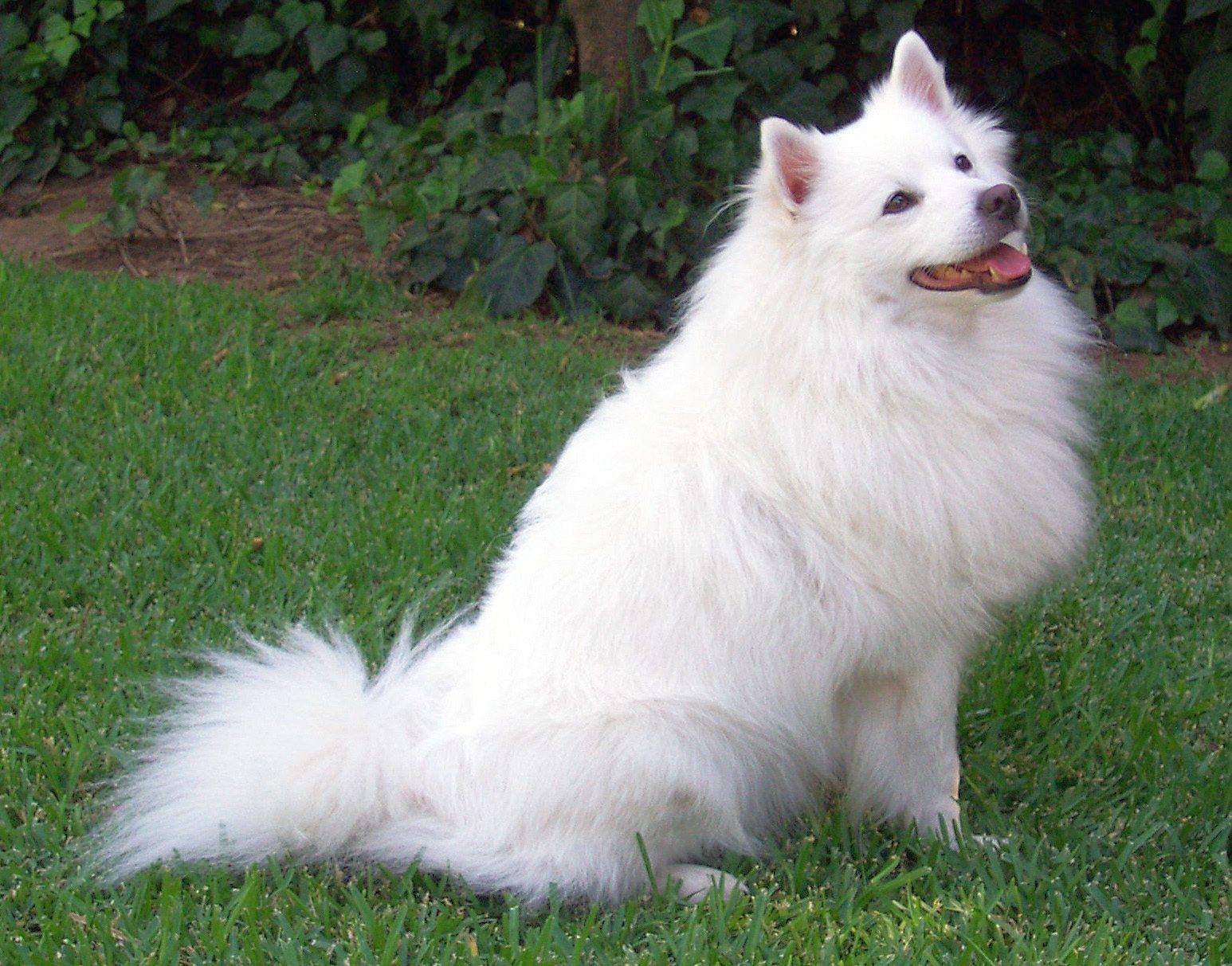 1546x1213 Pomeranian dog on the grass photo and wallpaper. Beautiful Pomeranian dog on the grass picture
