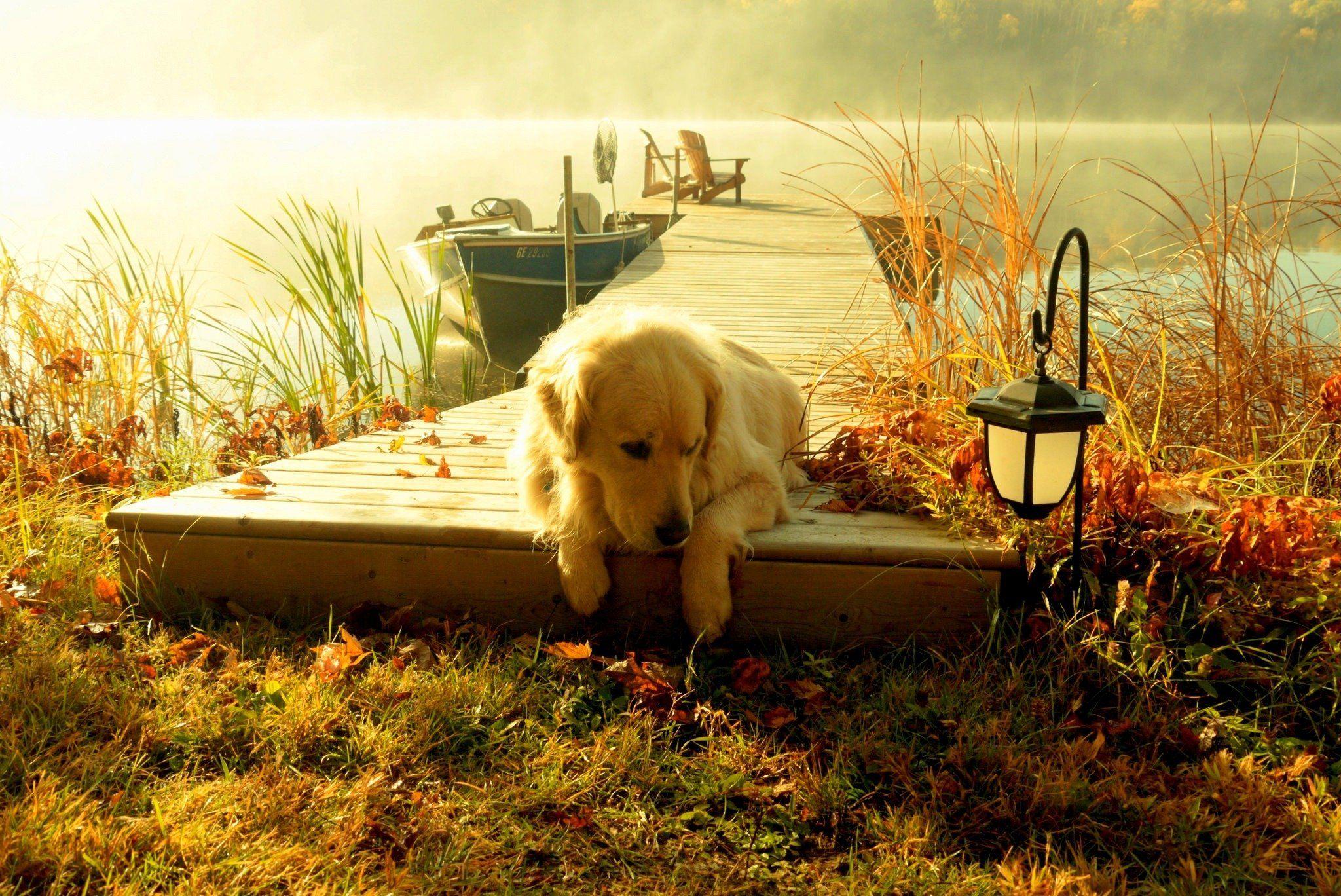 2048x1368 Natura boat dog lantern landscape scenery view forest grass lake