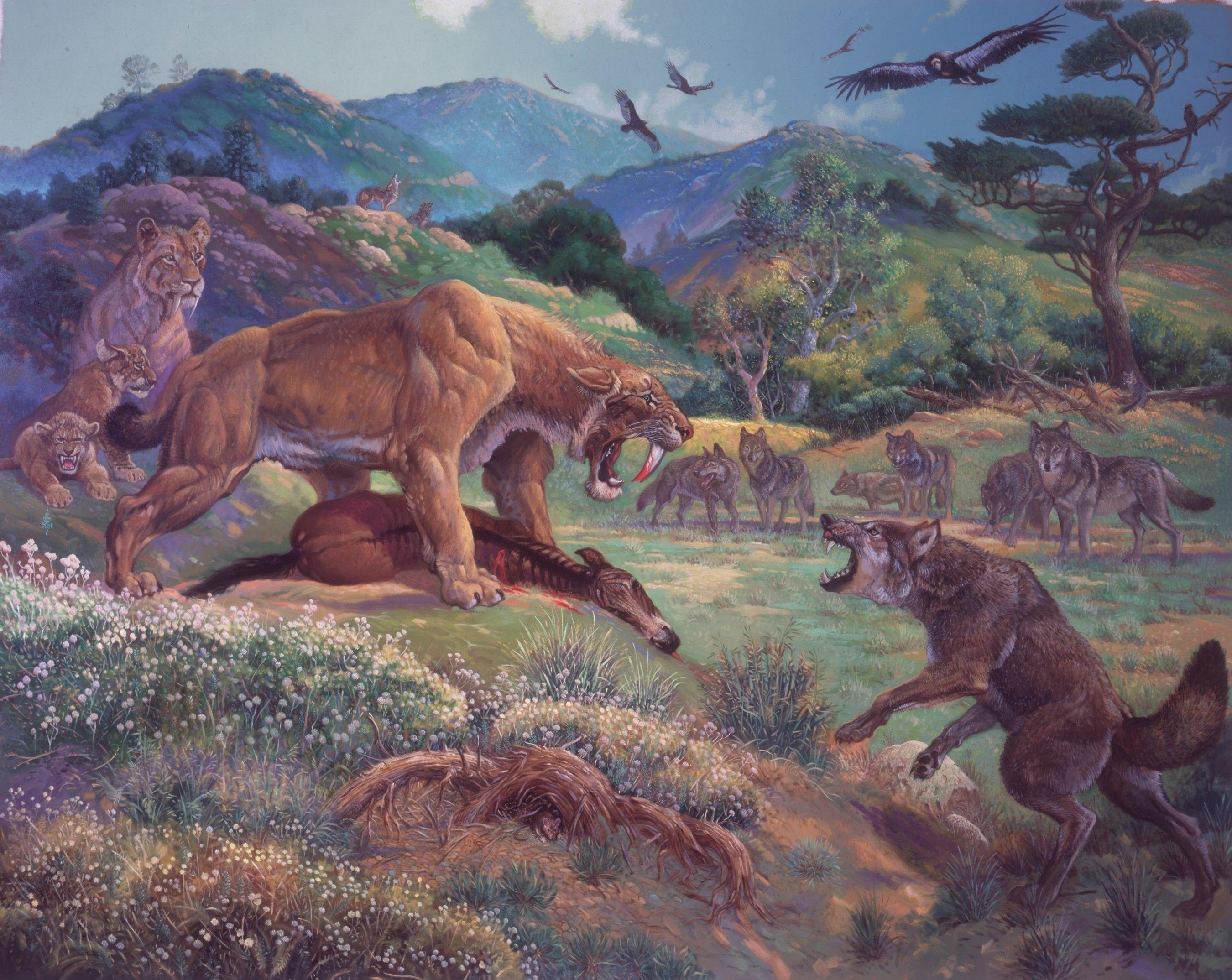 2700x2148 Saber Tooth Tiger Wallpaper 1080p High Quality, 2700 And Dire Wolf HD Wallpaper