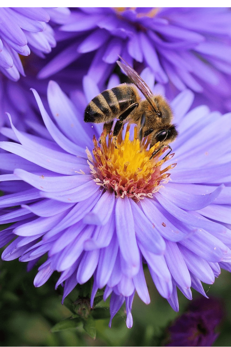 735x1102 Sav'n Bees. Bee on flower, Purple flowers wallpaper, Bee