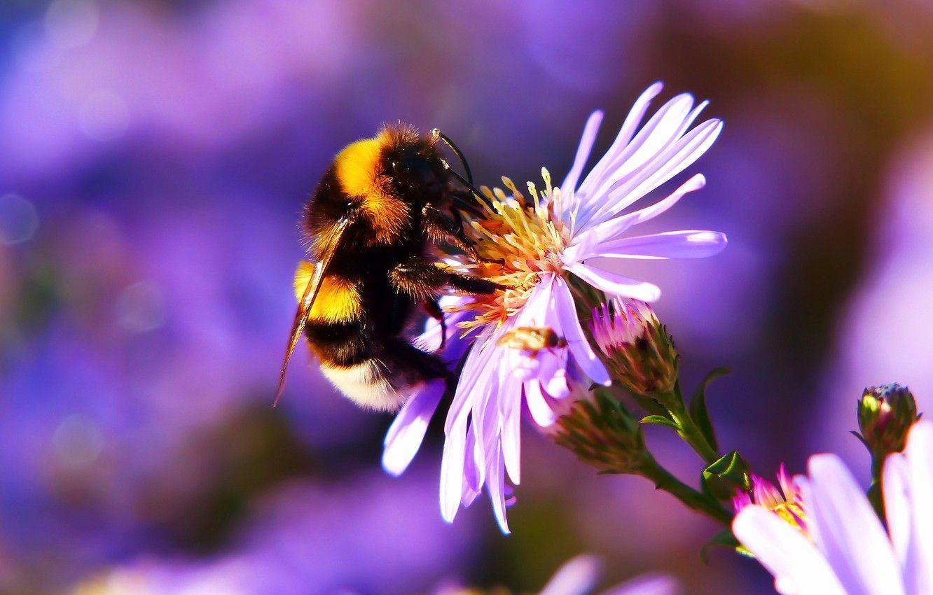 Bee And Flower Wallpapers Top Free Bee And Flower Backgrounds Wallpaperaccess