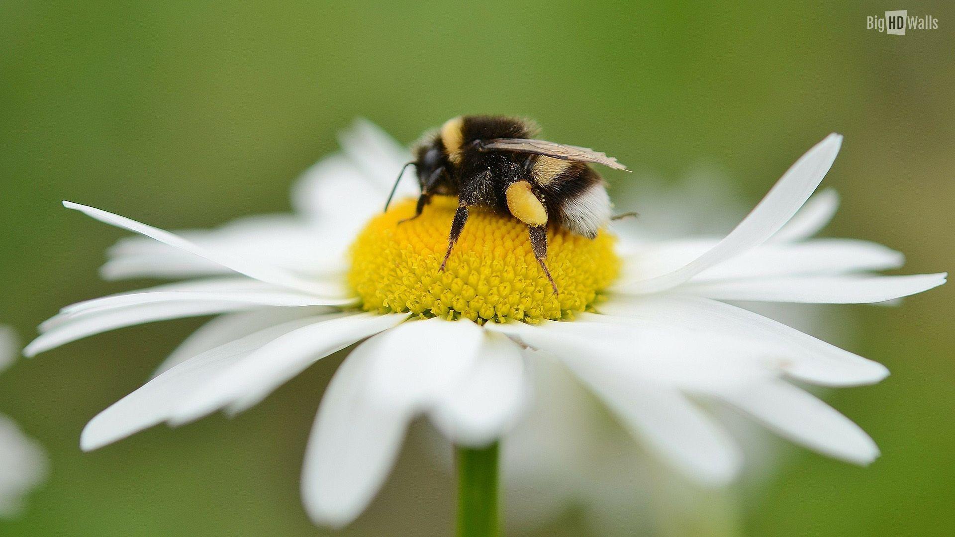 1920x1080 Free download picture of a bee sitting on a flower Download this nature wallpaper [1920x1080] for your Desktop, Mobile & Tablet. Explore Bee Wallpaper for Walls. Cheap Wallpaper, Wallpaper