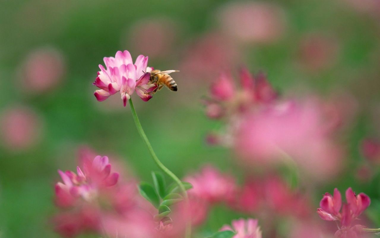 1280x804 Bee and pink flower wallpaper. Bee and pink flower