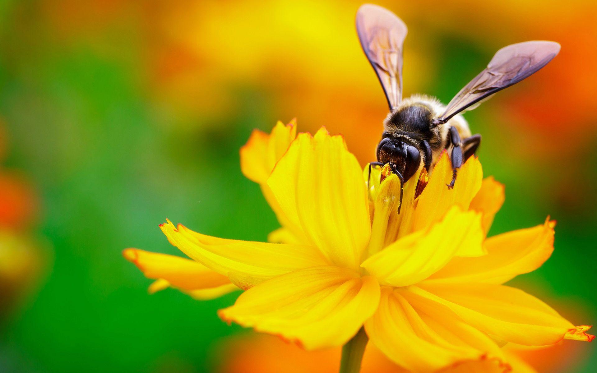 1920x1200 Bee nectar flower