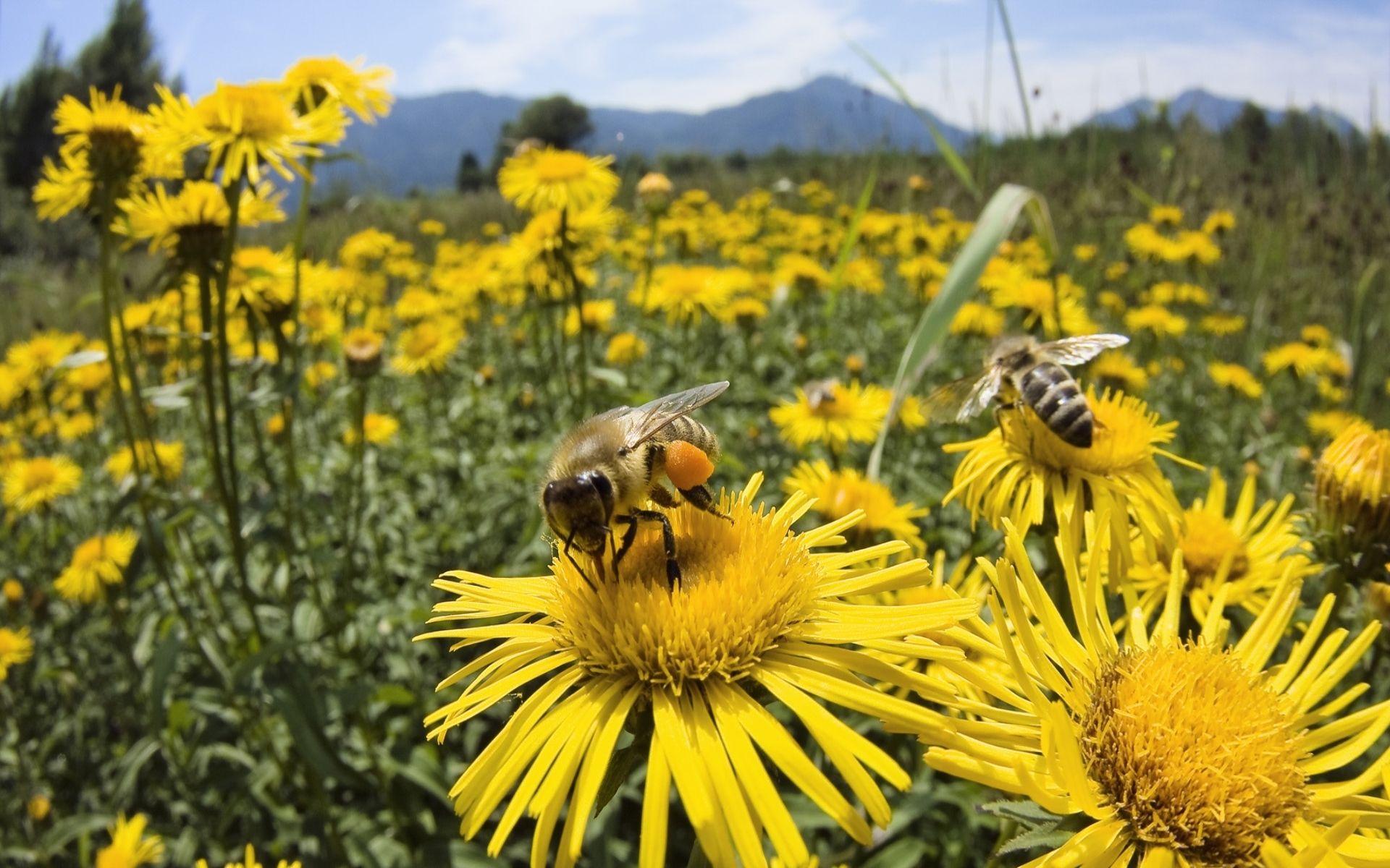 1920x1200 Bees on Flowers Wallpaper. HD Wallpaper Background