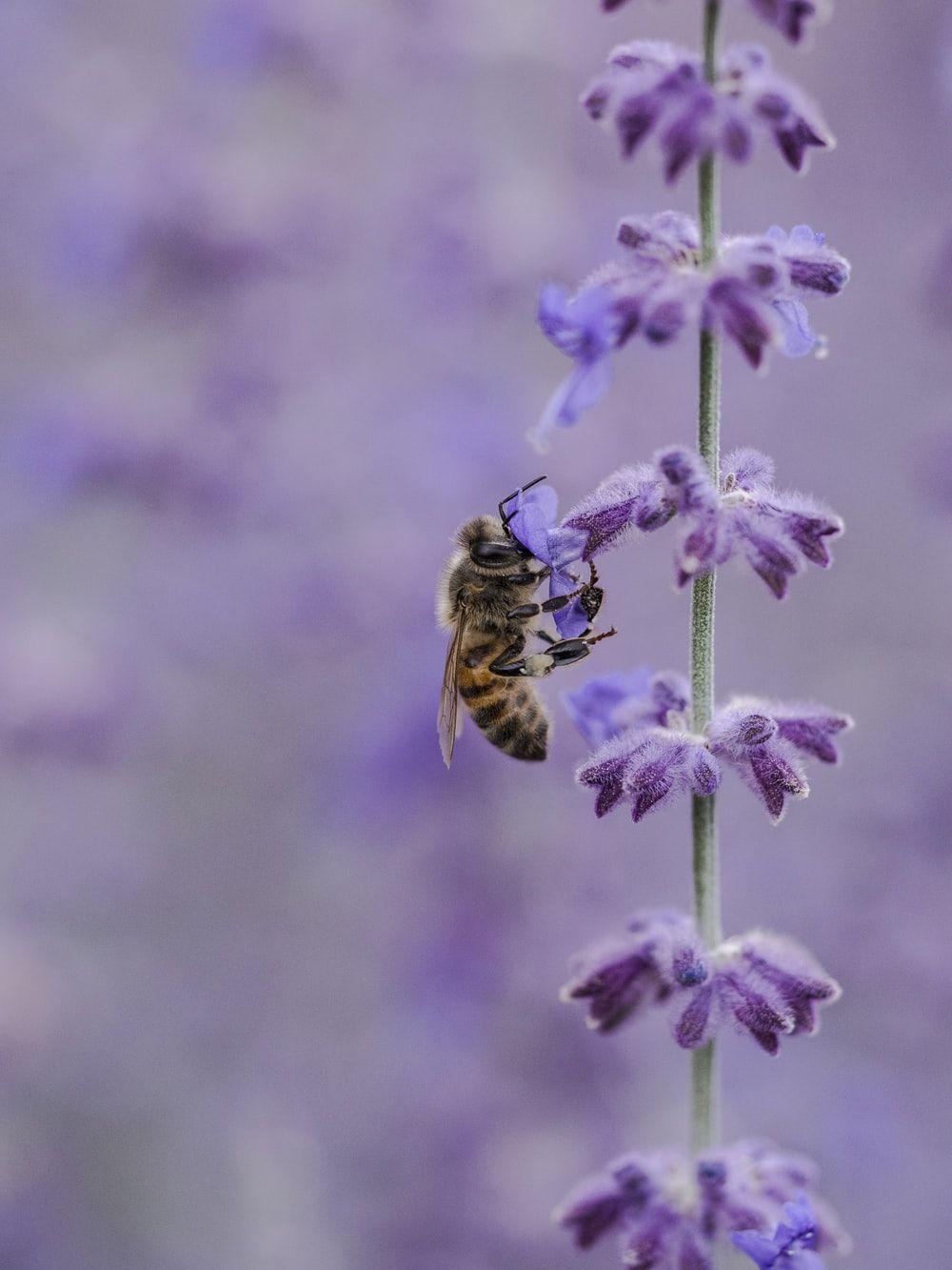 1000x1333 Bee Picture. Download Free Image