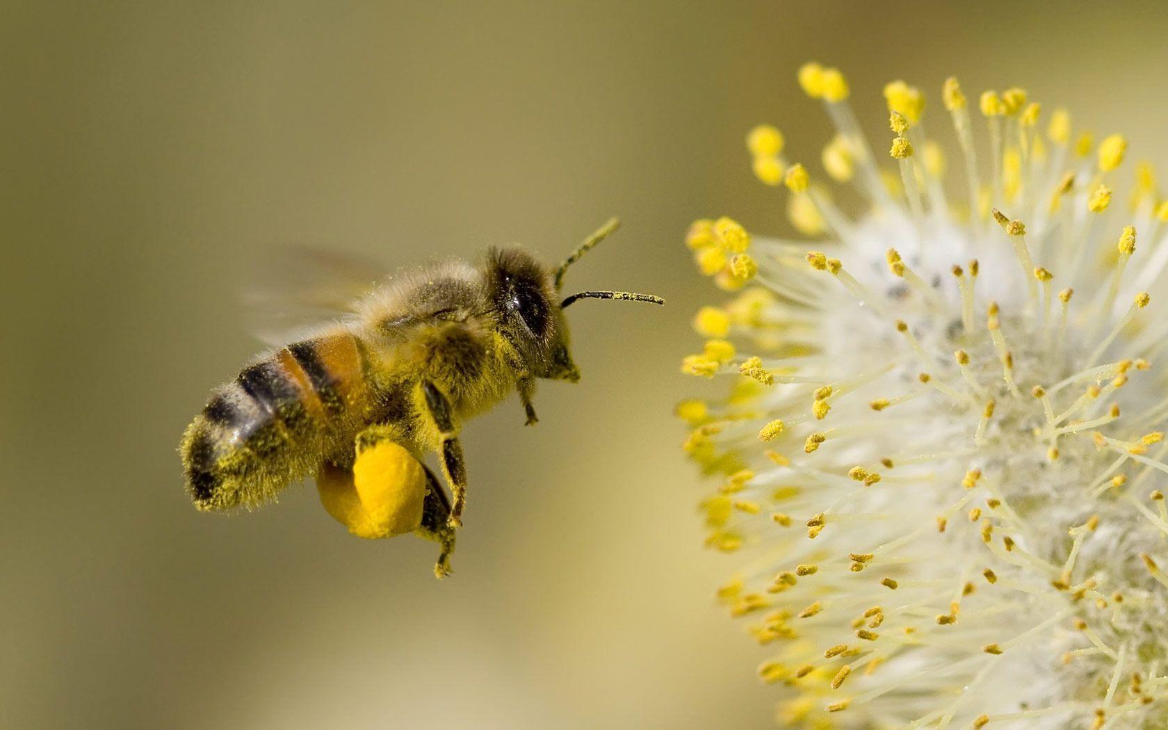 1680x1050 Bees Wallpaper