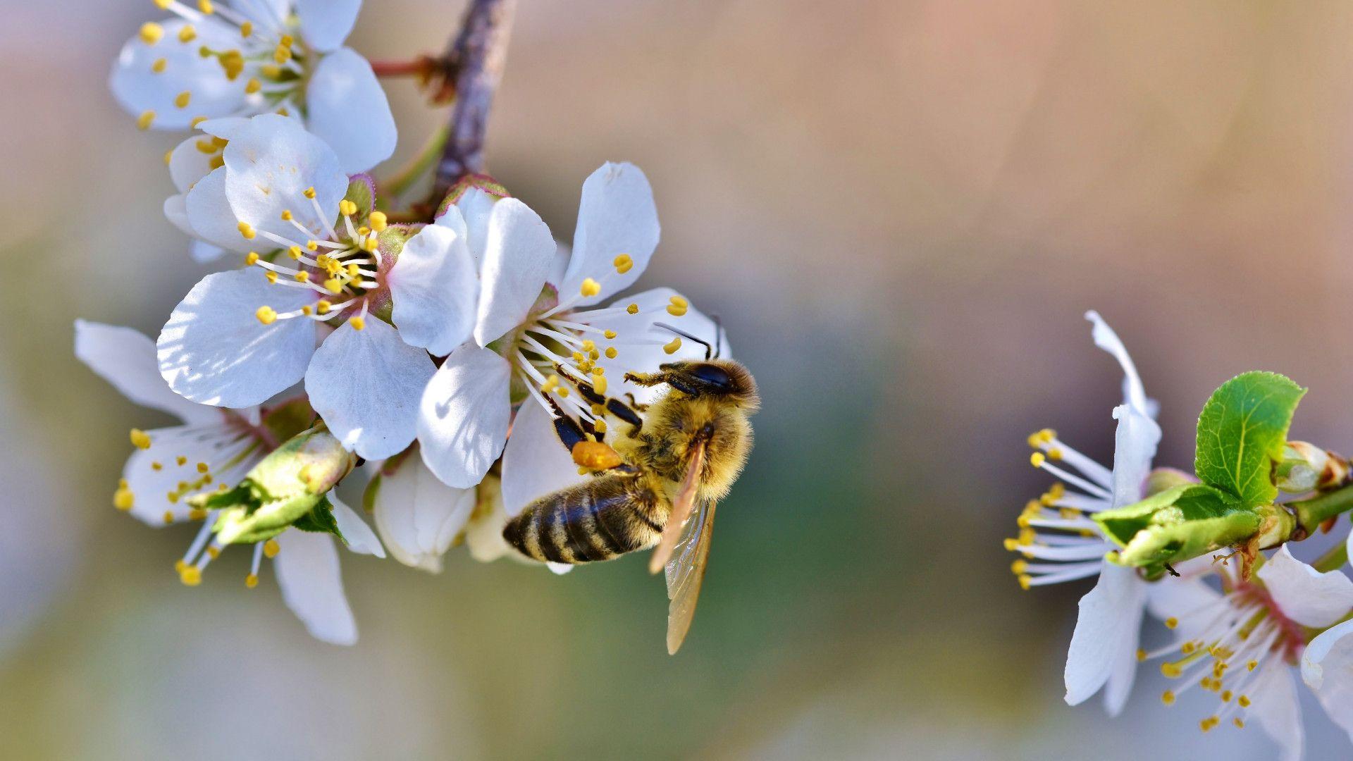 Bees and Flowers Wallpapers - Top Free Bees and Flowers Backgrounds