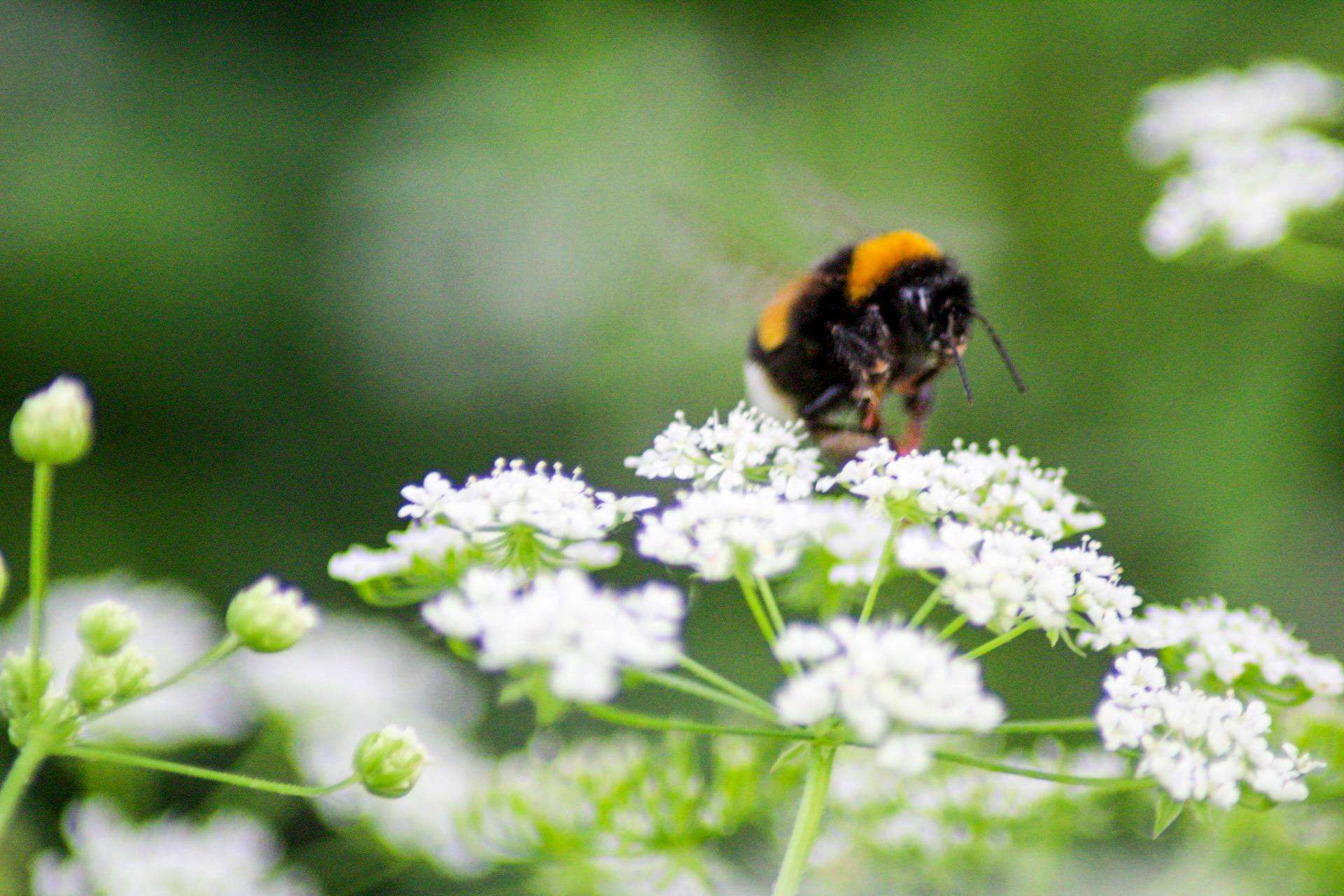 1920x1280 Bee on flower wallpaper
