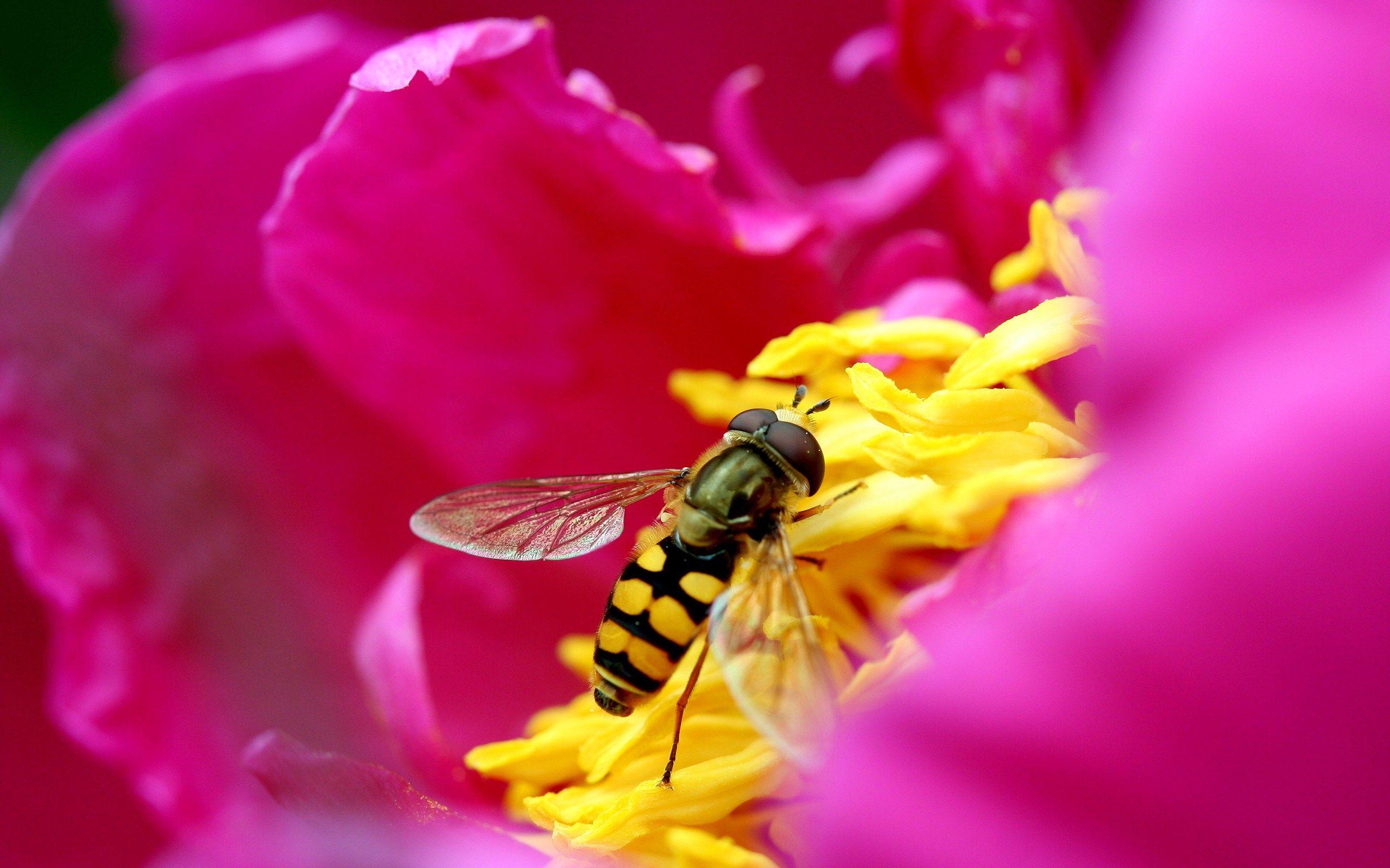 2560x1600 Bee nectar flower wallpaperx1600