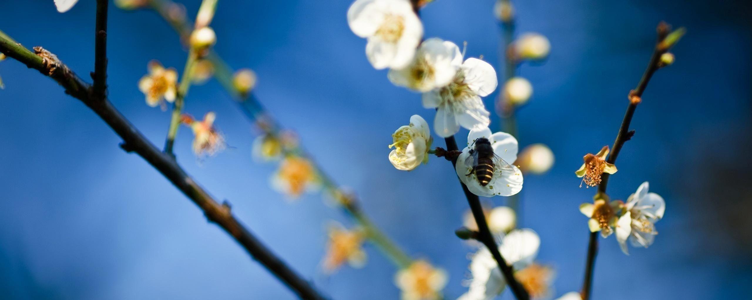 2560x1024 Bee, White, Flowers : High Res Wallpaper Image For Download