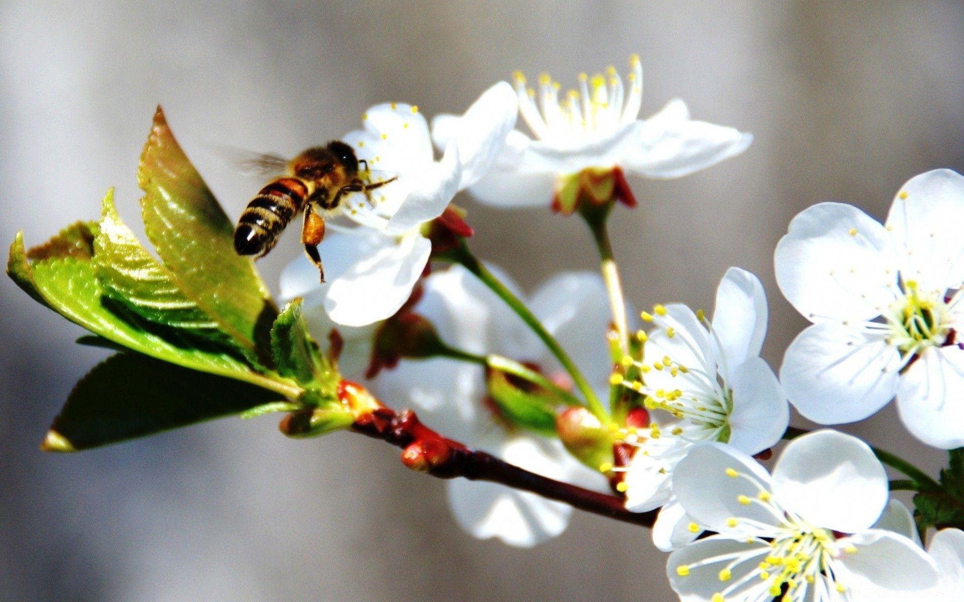 1920x1200 Bee On Spring Flowers