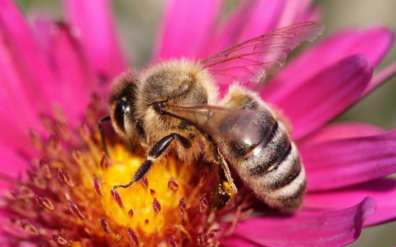 1600x1000 Bee sitting on a pink flower wallpaper. HD Animals Wallpaper