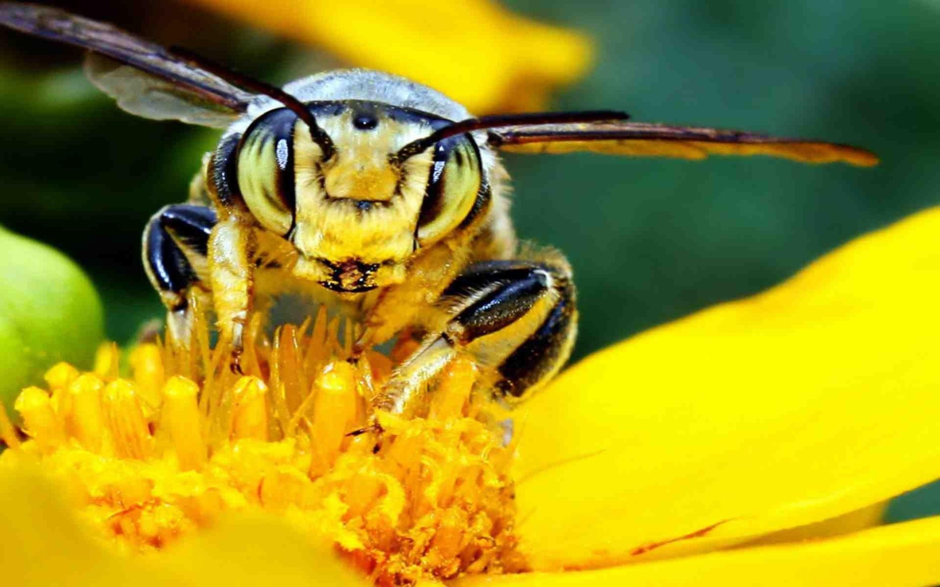 1920x1200 Windows Wallpaper, bee, widescreen, Flower, Bees, Flowers, Insect, Mac Wallpaper, Stock Image