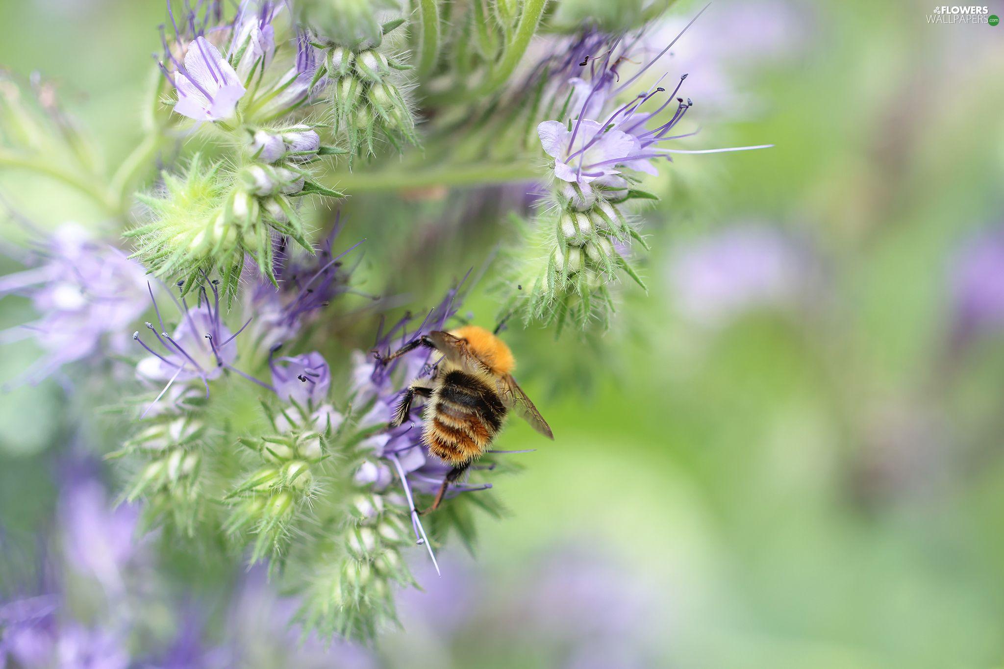 2048x1365 Insect, bee, Flowers, purple, Scorpionweed wallpaper: 2048x1365