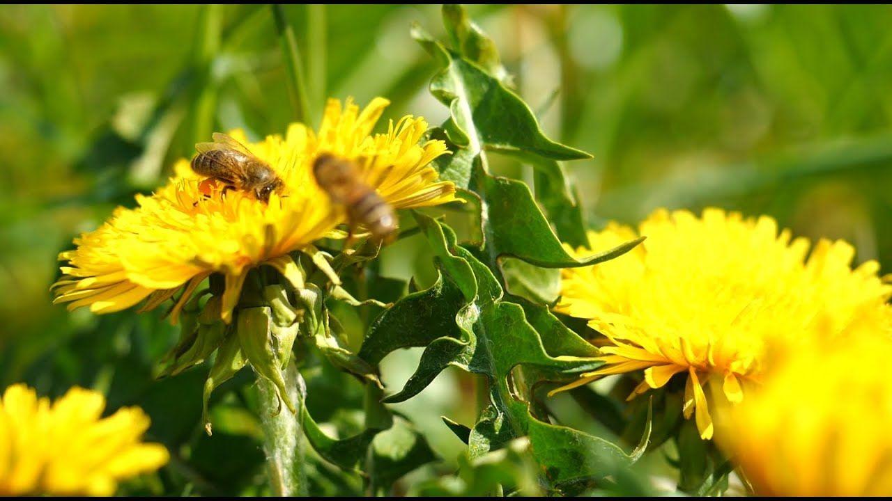 1280x720 honey bee wallpaper flower wallpaper