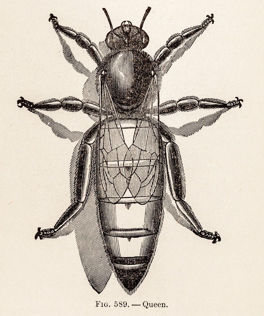 856x1024 bees