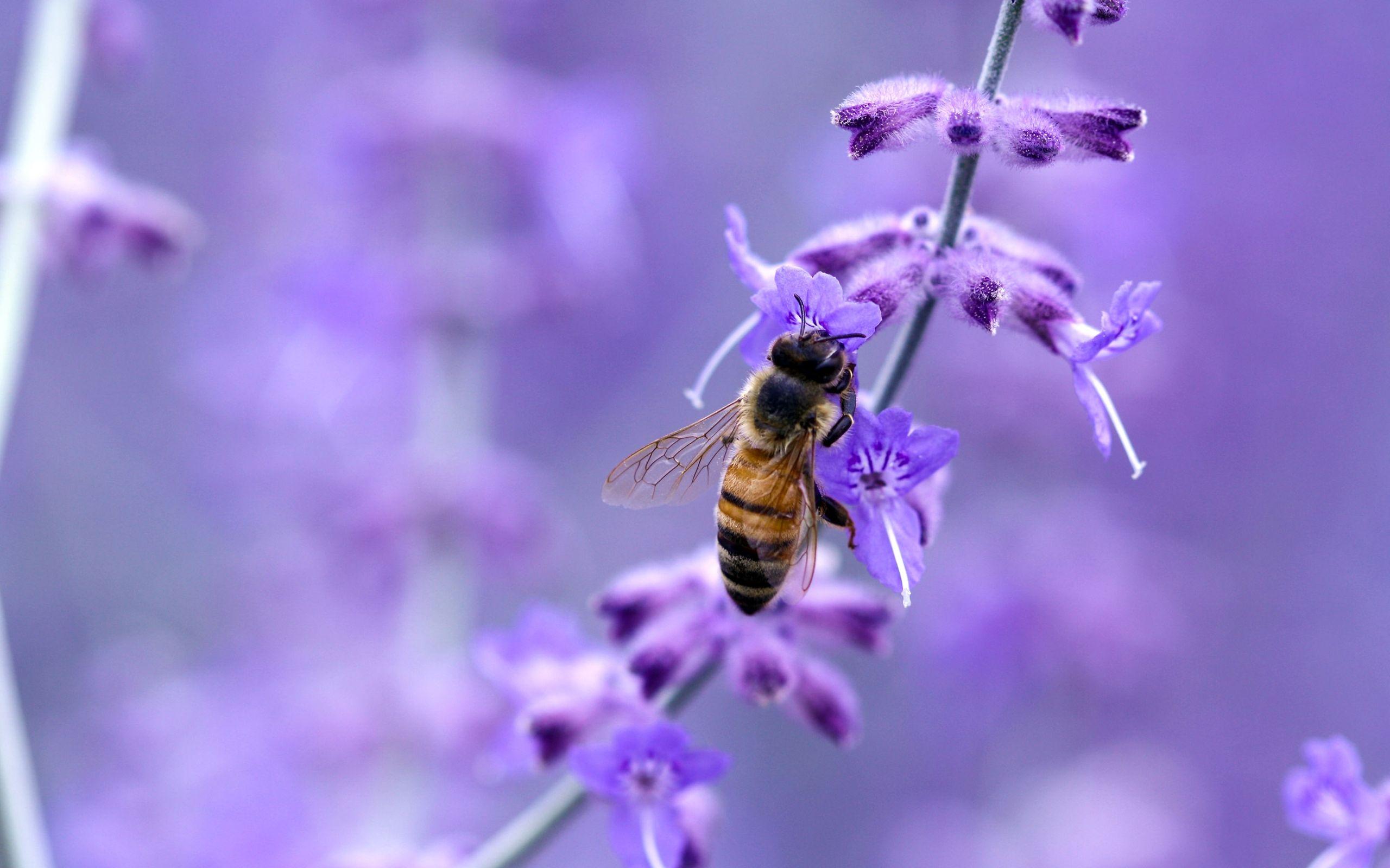 2560x1600 Best bee Mac Wallpaper Free HD Download