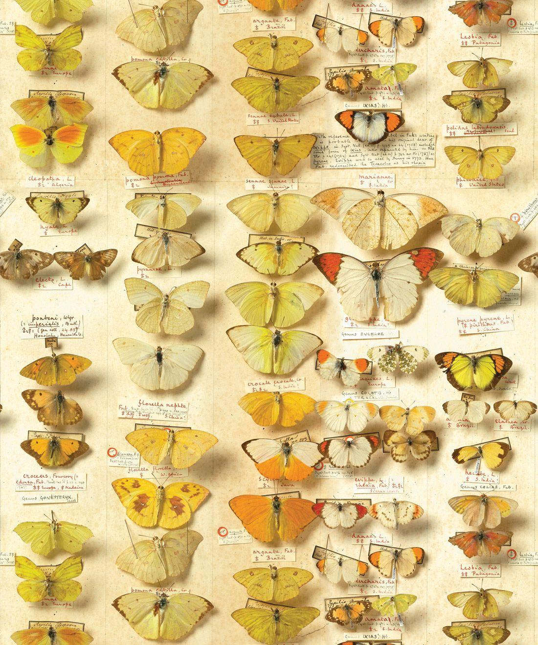 1100x1318 Lepidoptera Wallpaper • Vintage Butterflies Design
